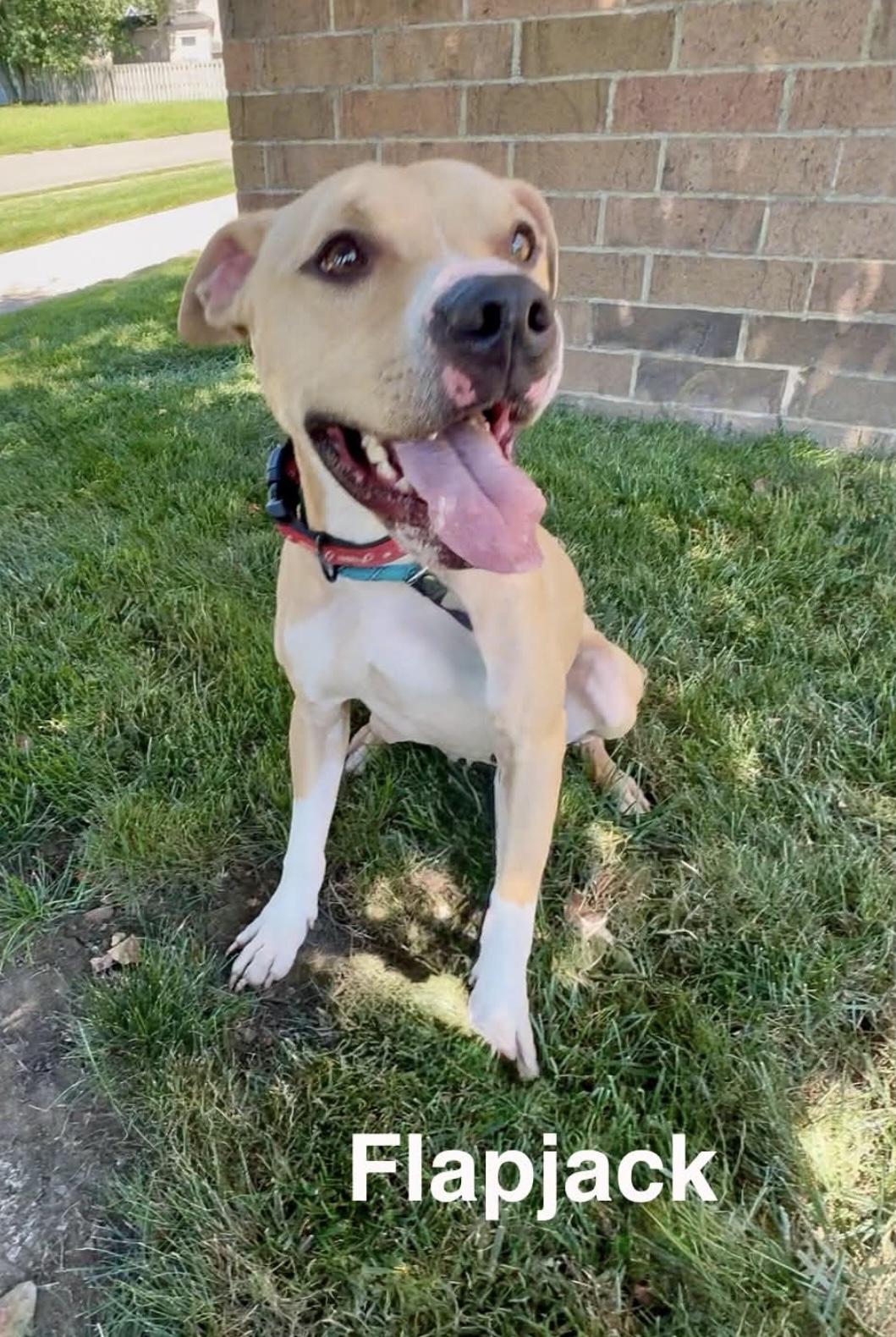 Enlarge Flap Jack AVAILABLE, a ADOPTABLE Pit Bull Terrier in Canton, OH image 2/5