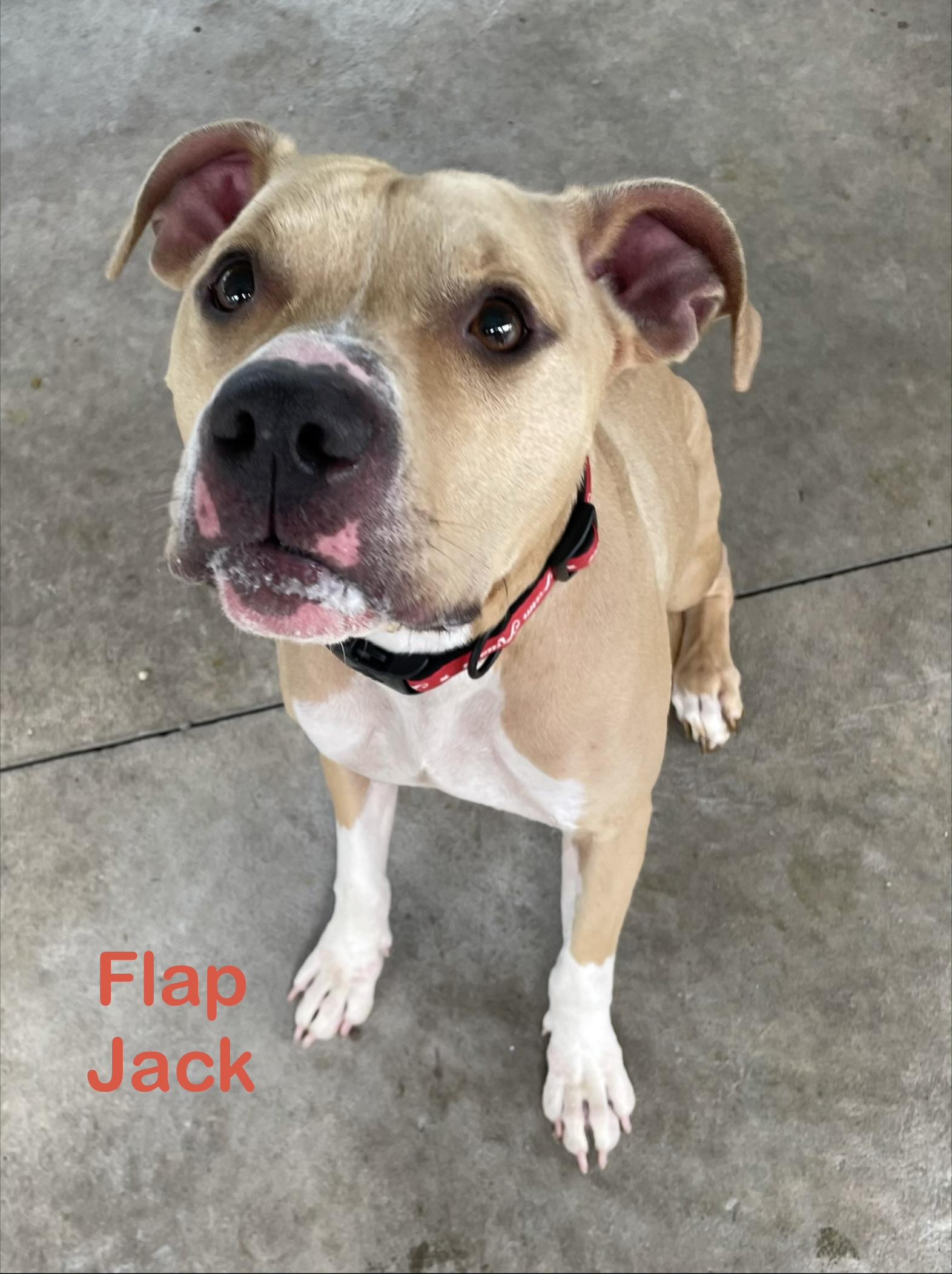 Flap Jack AVAILABLE, ADOPTABLE, Adult Male Pit Bull Terrier.