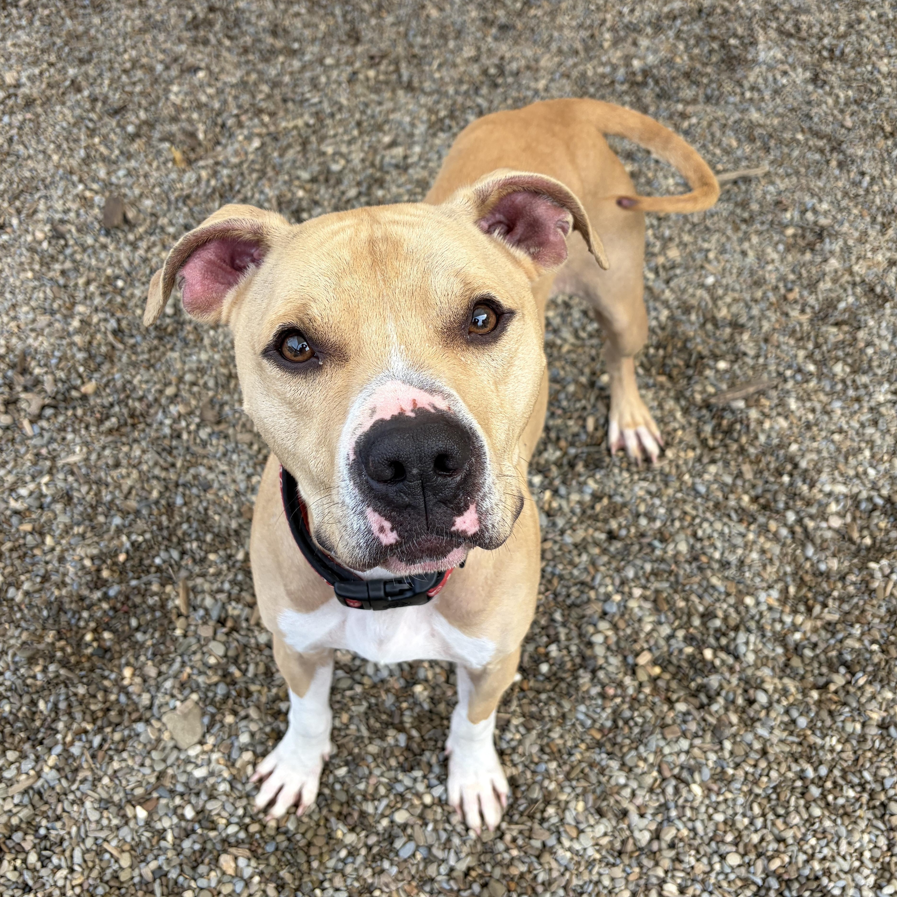 Flap Jack AVAILABLE, ADOPTABLE, Adult Male Pit Bull Terrier.