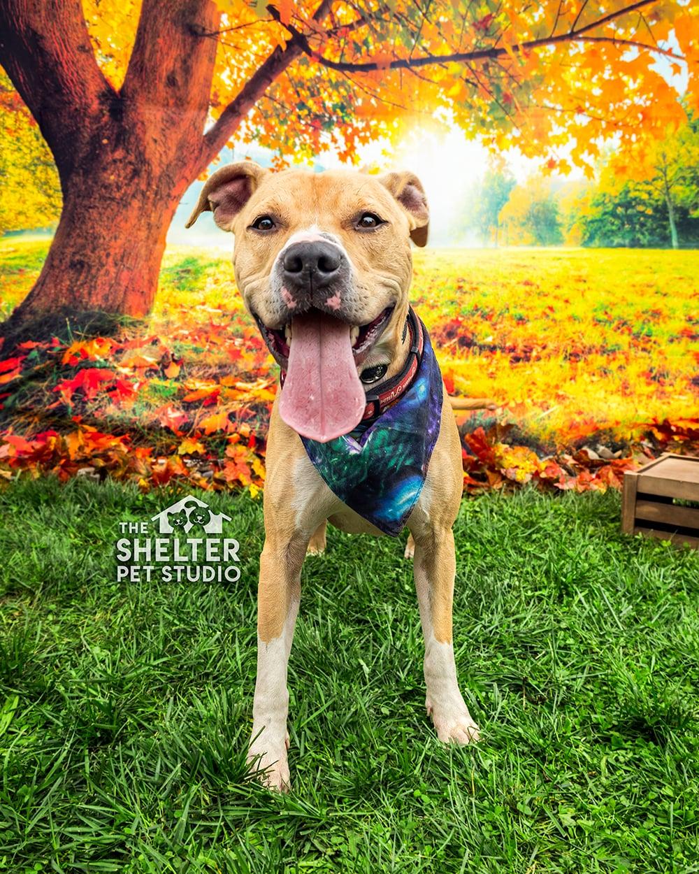 Enlarge Flap Jack AVAILABLE, a Adoptable Pit Bull Terrier in Canton, OH image 1/5