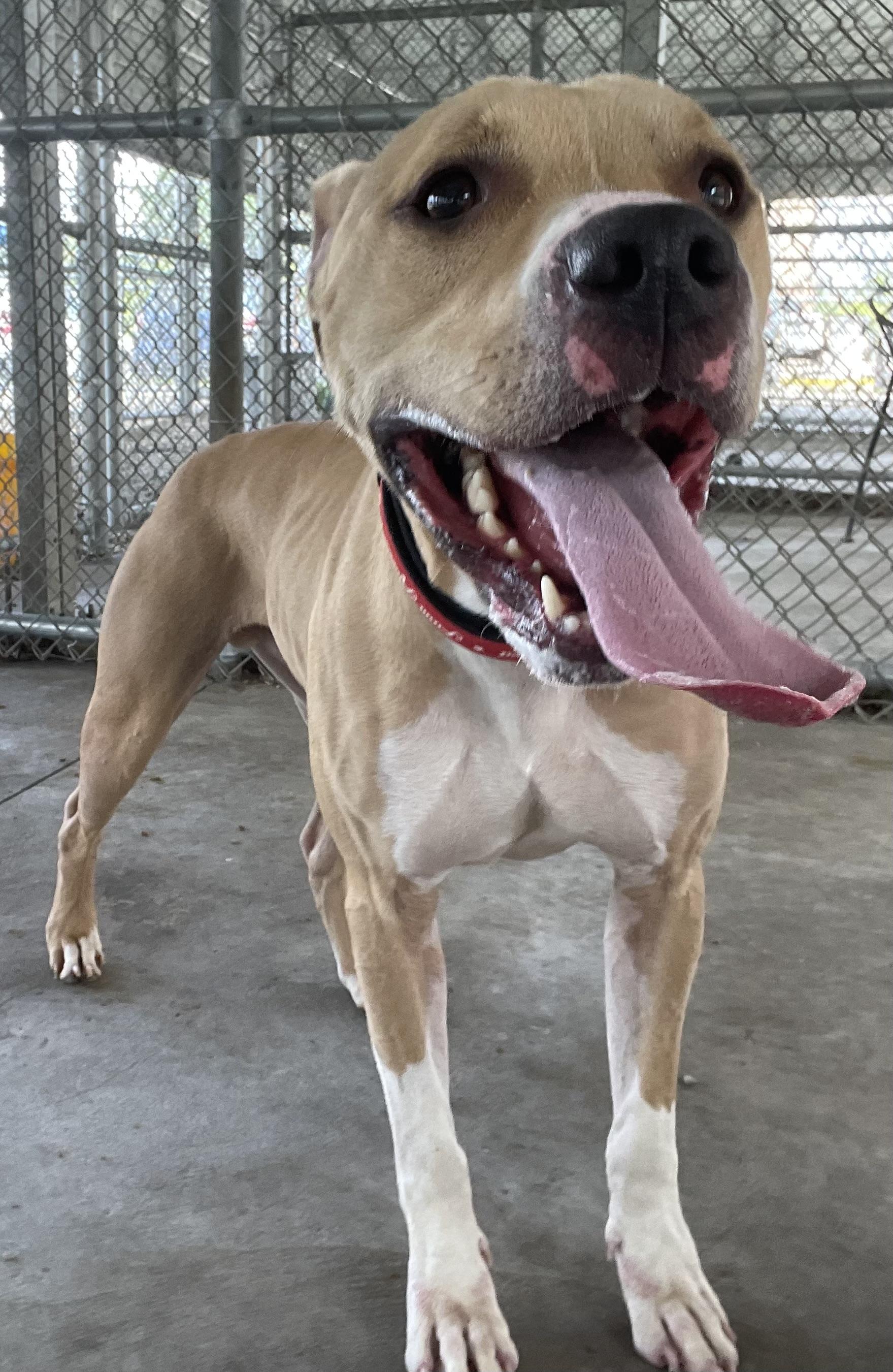 Flap Jack AVAILABLE, a ADOPTABLE Pit Bull Terrier in Canton, OH image 2/4