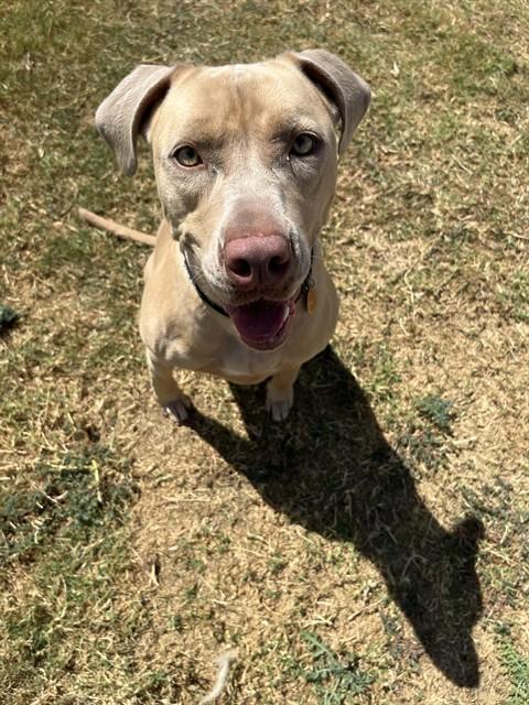 Enlarge PEBBLES, a Adoptable mixed breed in Killeen, TX image 1/1