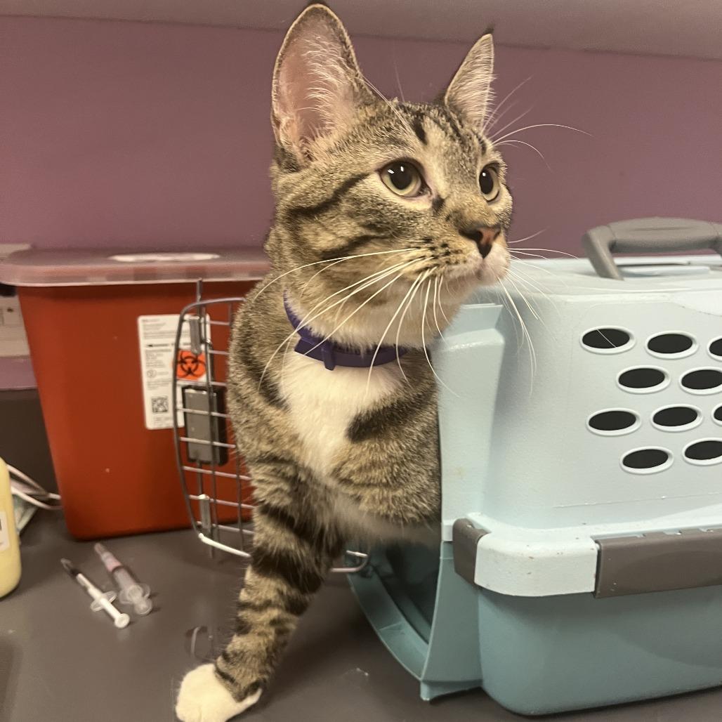 Enlarge Oreo (Rubeus), an adopted Domestic Short Hair in Cedar Rapids, IA image 1/1