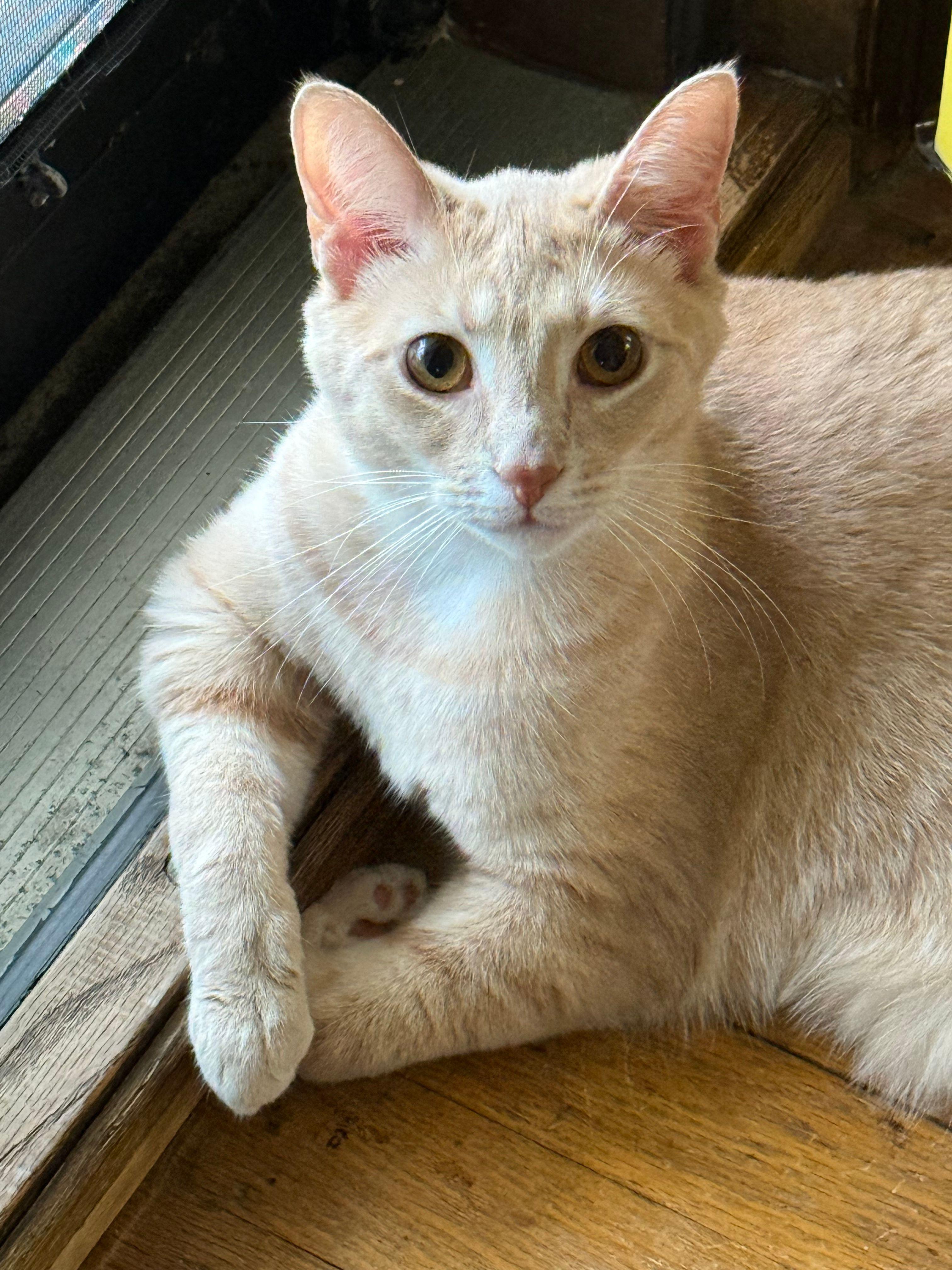 Barret, Adoptable, Young Male Domestic Short Hair.