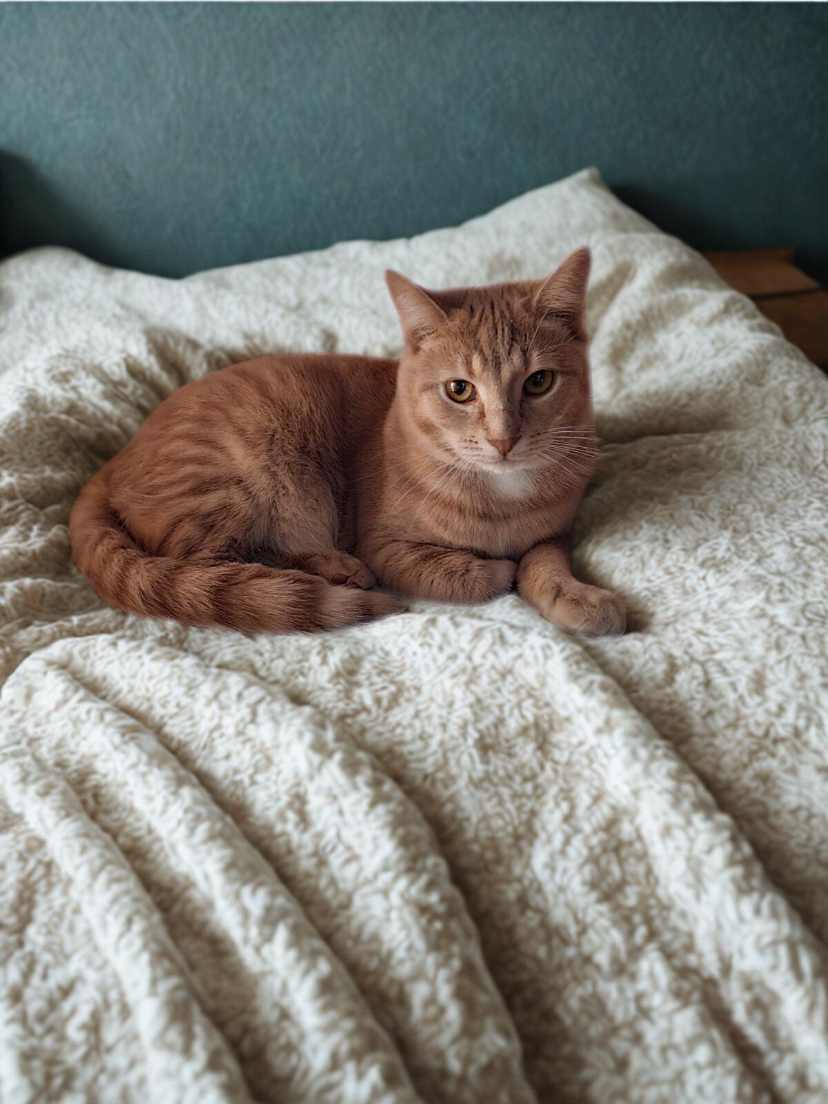 Enlarge Barret, a Adoptable Domestic Short Hair in Dayton, OH image 1/1