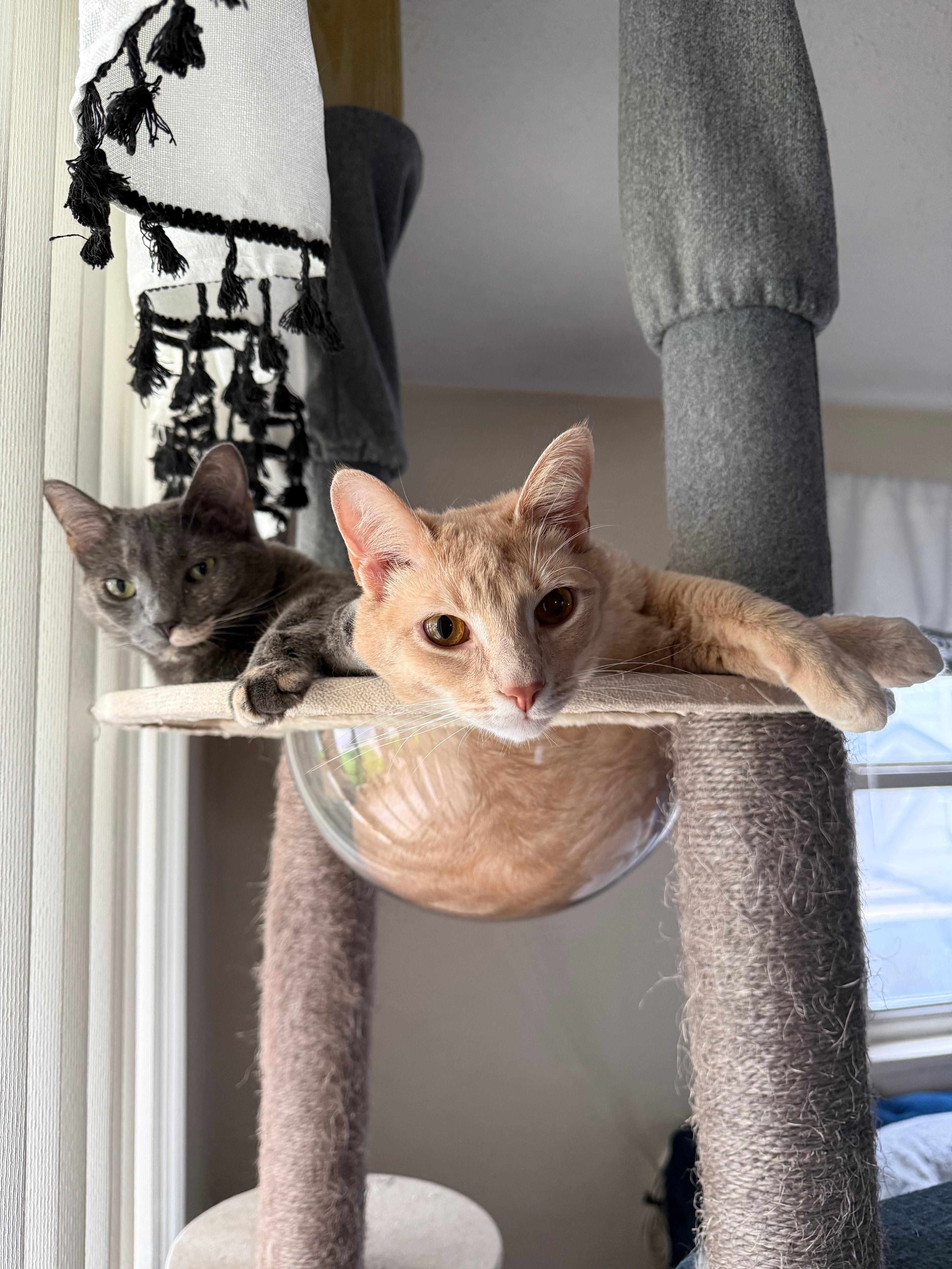 Enlarge Barret, a Adoptable Domestic Short Hair in Dayton, OH image 3/5