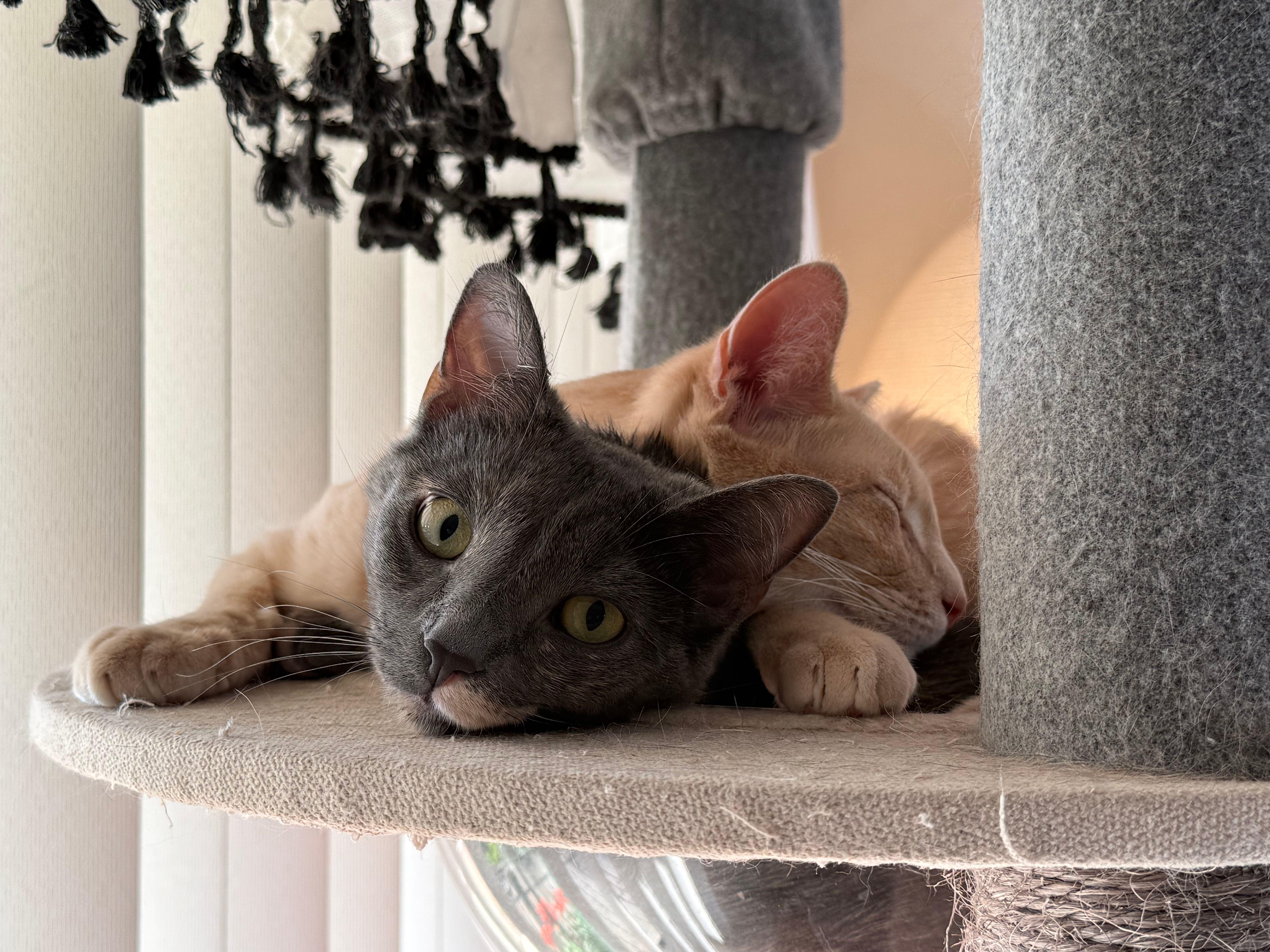 Enlarge Barret, a Adoptable Domestic Short Hair in Dayton, OH image 5/5