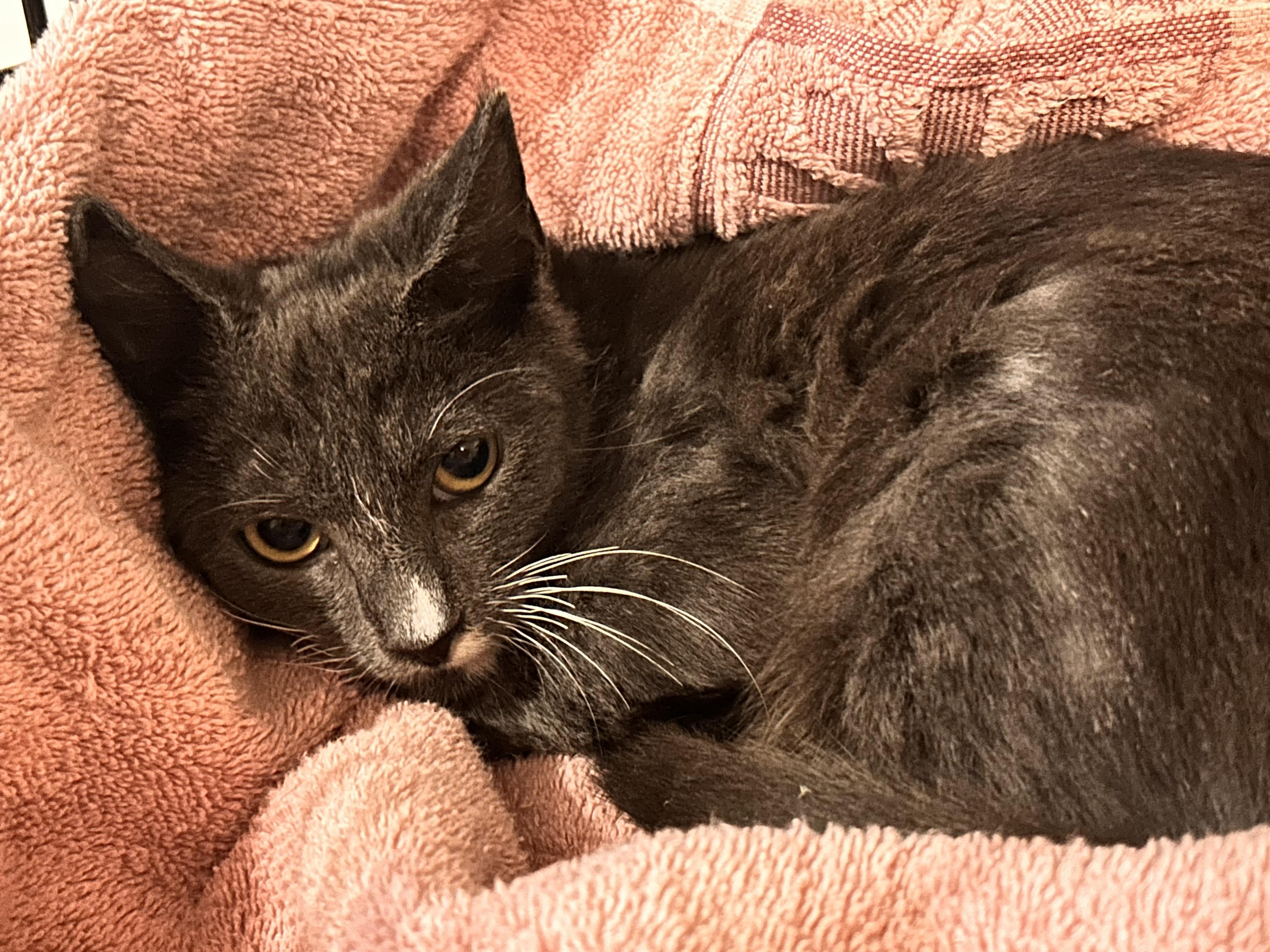 Enlarge Little Babe, a Adoptable Domestic Short Hair in Tampa, FL image 3/3