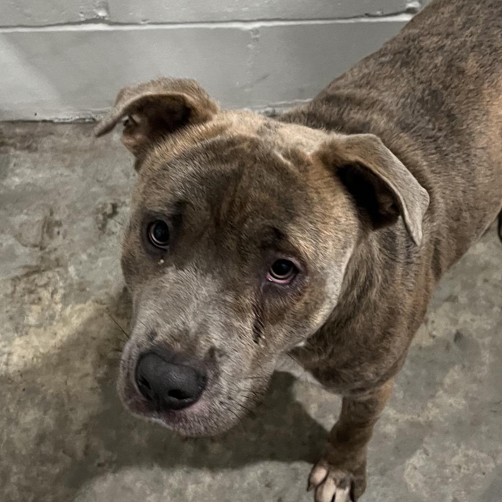 Ferguson, Adoptable, Adult Male Pit Bull Terrier.