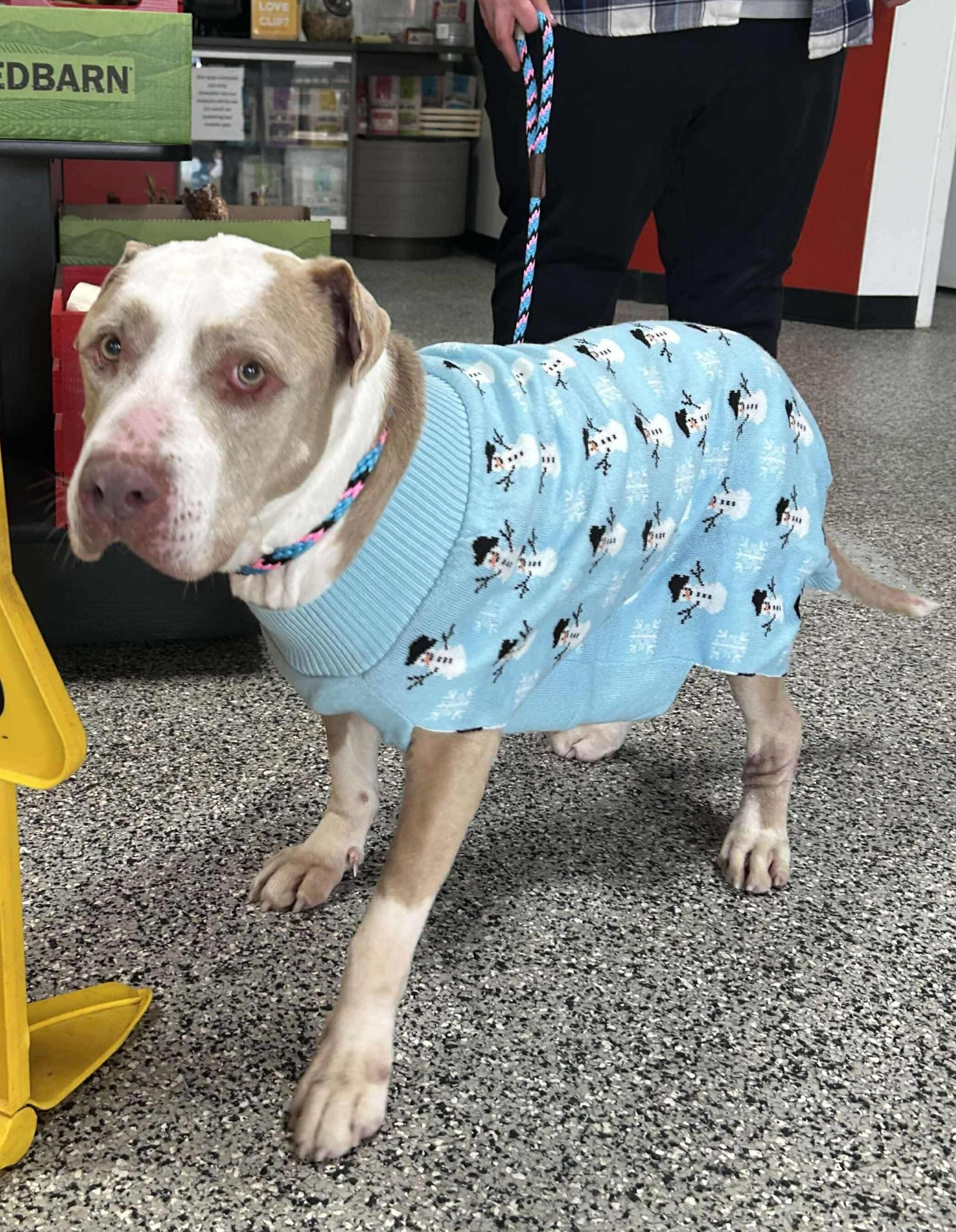 Merlin, an adoptable American Staffordshire Terrier in Ashwaubenon, WI, 54313 | Photo Image 1