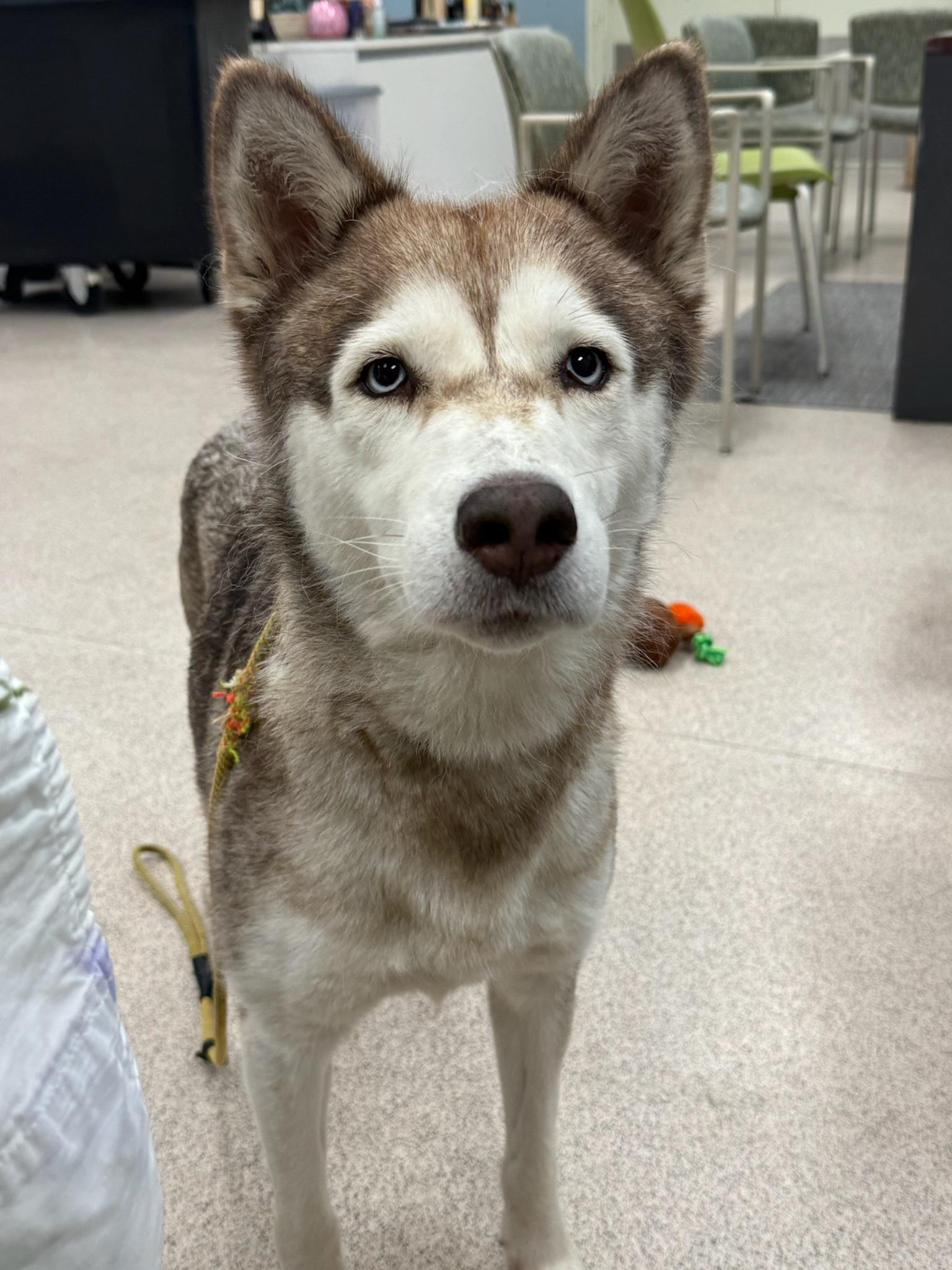 Enlarge Prairie, a ADOPTABLE Husky in Teterboro, NJ image 2/2