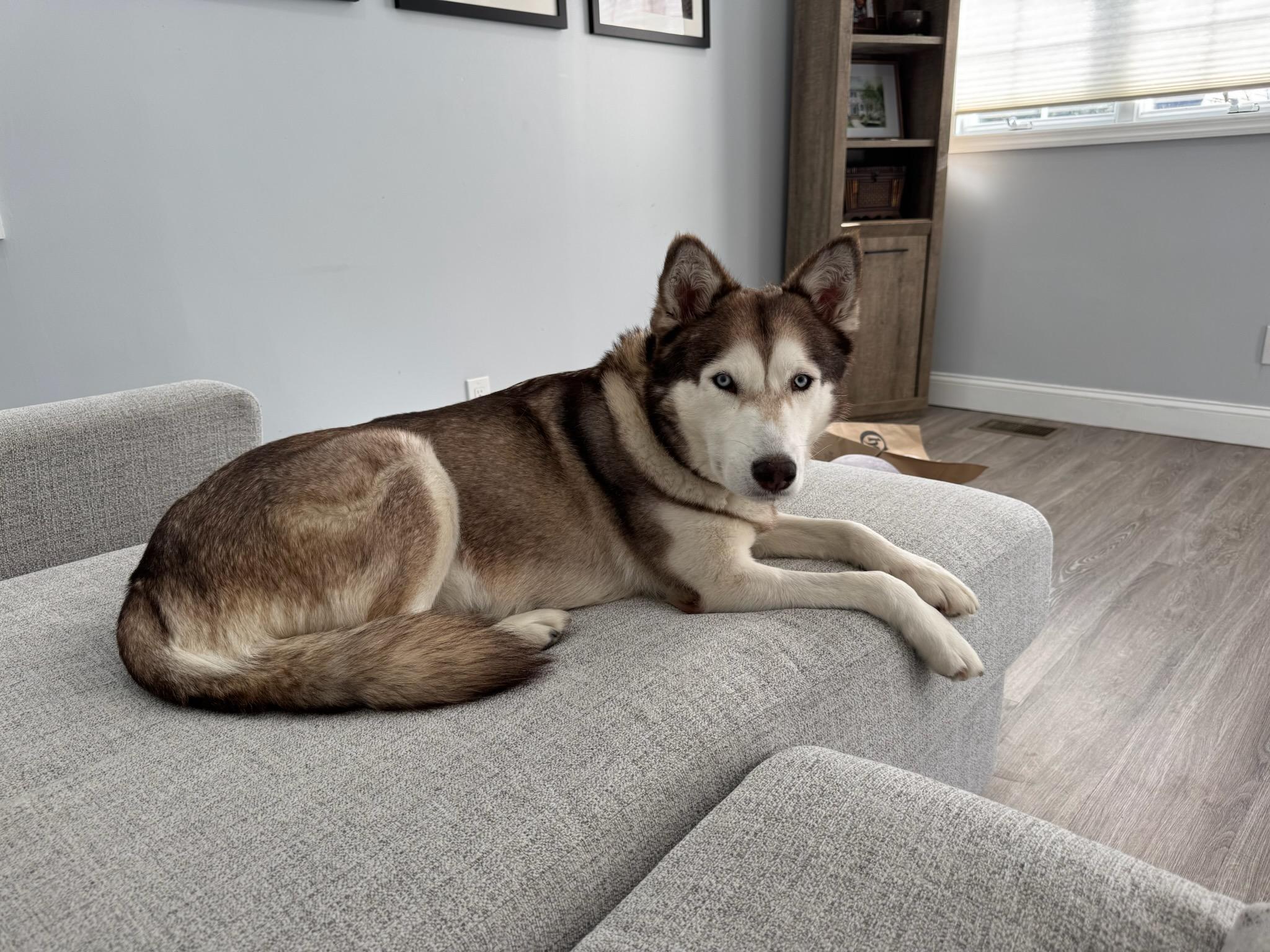 Prairie, ADOPTABLE, Adult Female Husky.