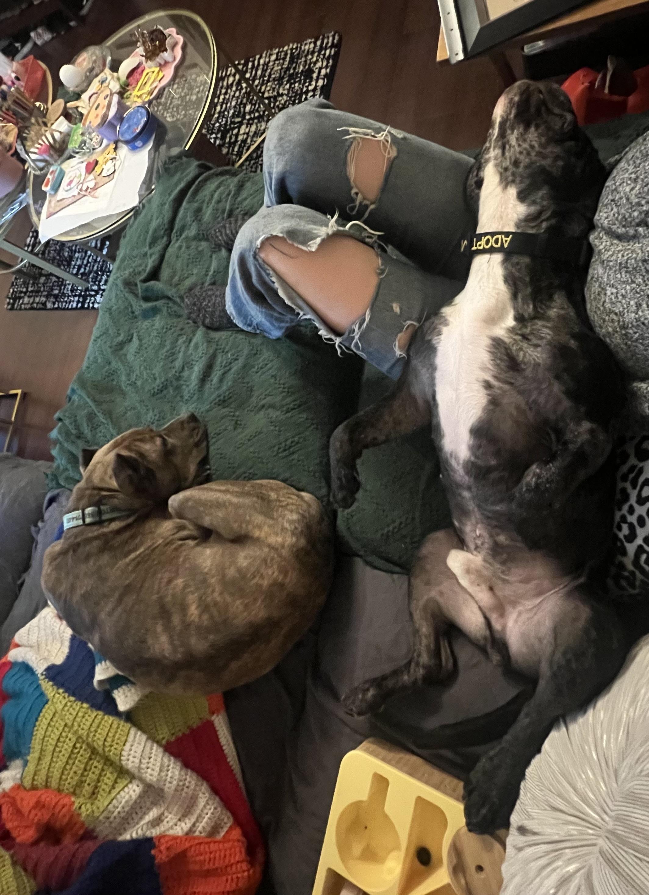 Apollo, an adopted mixed breed in Olympia, WA image 6/6