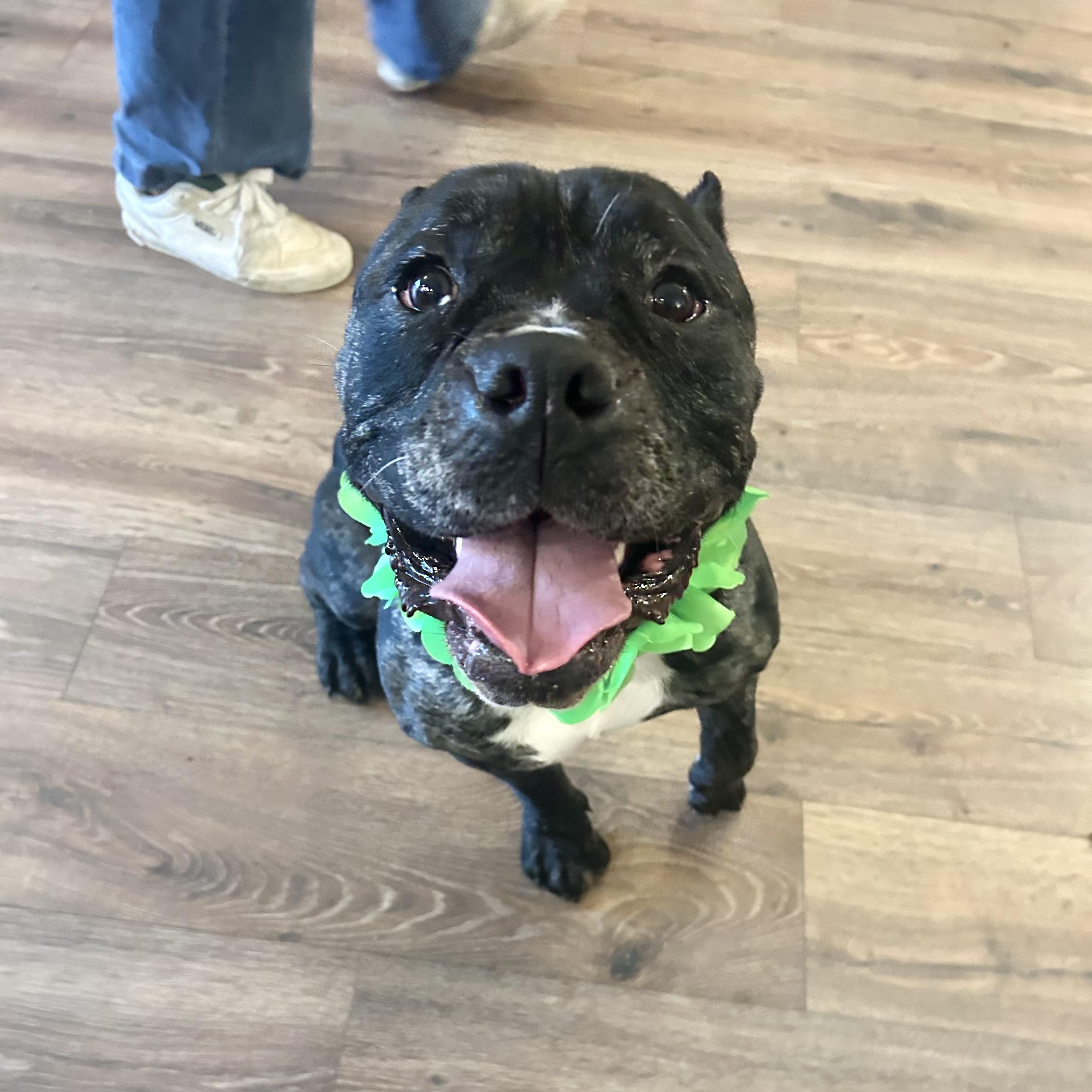 Apollo, an adopted mixed breed in Olympia, WA image 1/6