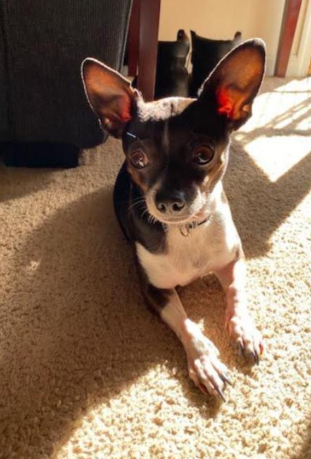 Jax, Adopted, Senior Male Chihuahua.