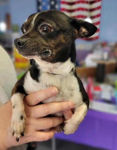 Enlarge Jax, a Adopted Chihuahua in Woodbridge, VA image 2/3