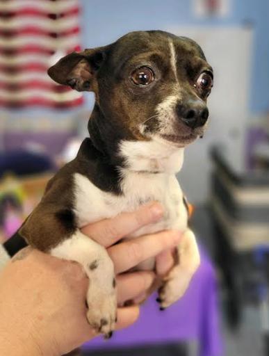 Enlarge Jax, a Adopted Chihuahua in Woodbridge, VA image 3/3