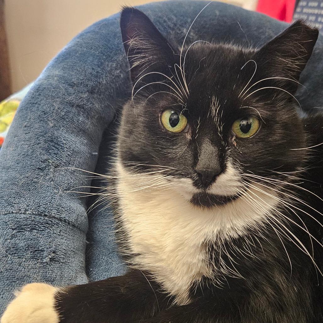 Gracie, a Adoptable Domestic Short Hair in Ballston Spa, NY image 1/4