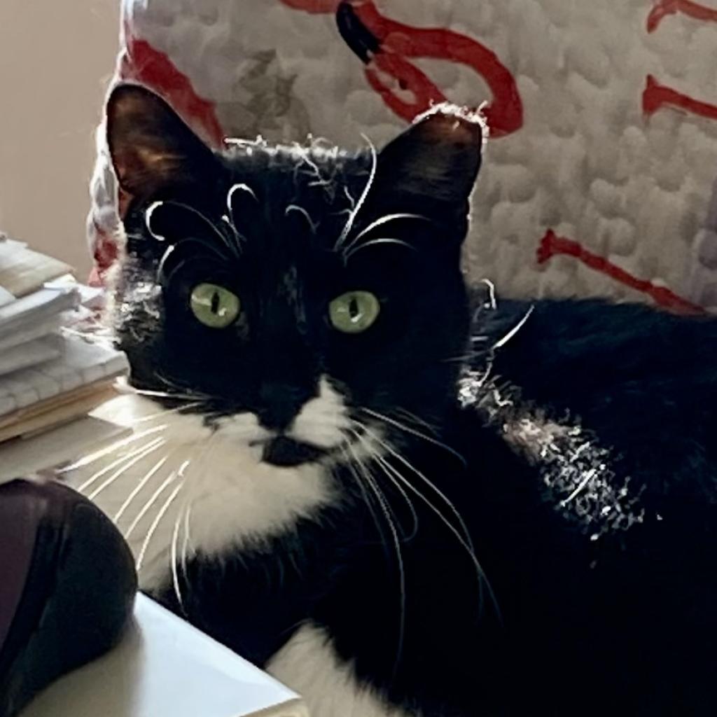 Gracie, a Adoptable Domestic Short Hair in Ballston Spa, NY image 2/4