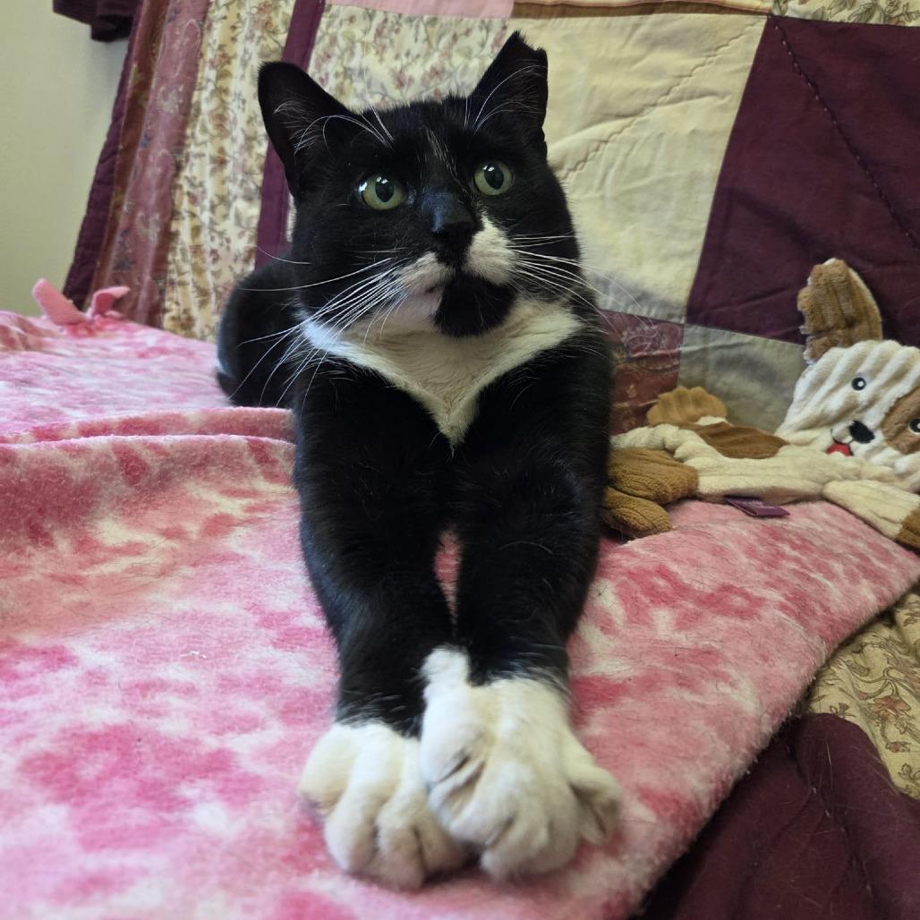 Gracie, a Adoptable Domestic Short Hair in Ballston Spa, NY image 3/4