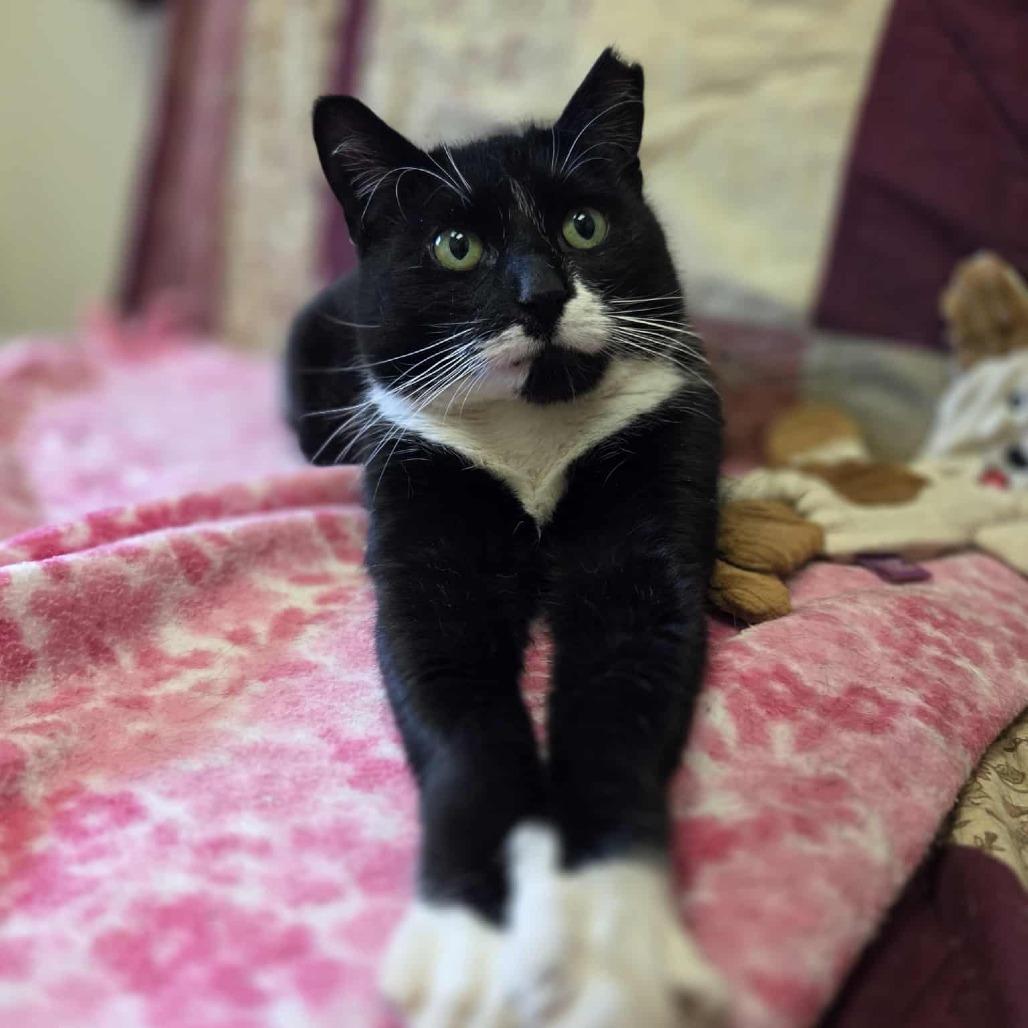 Gracie, a Adoptable Domestic Short Hair in Ballston Spa, NY image 4/4