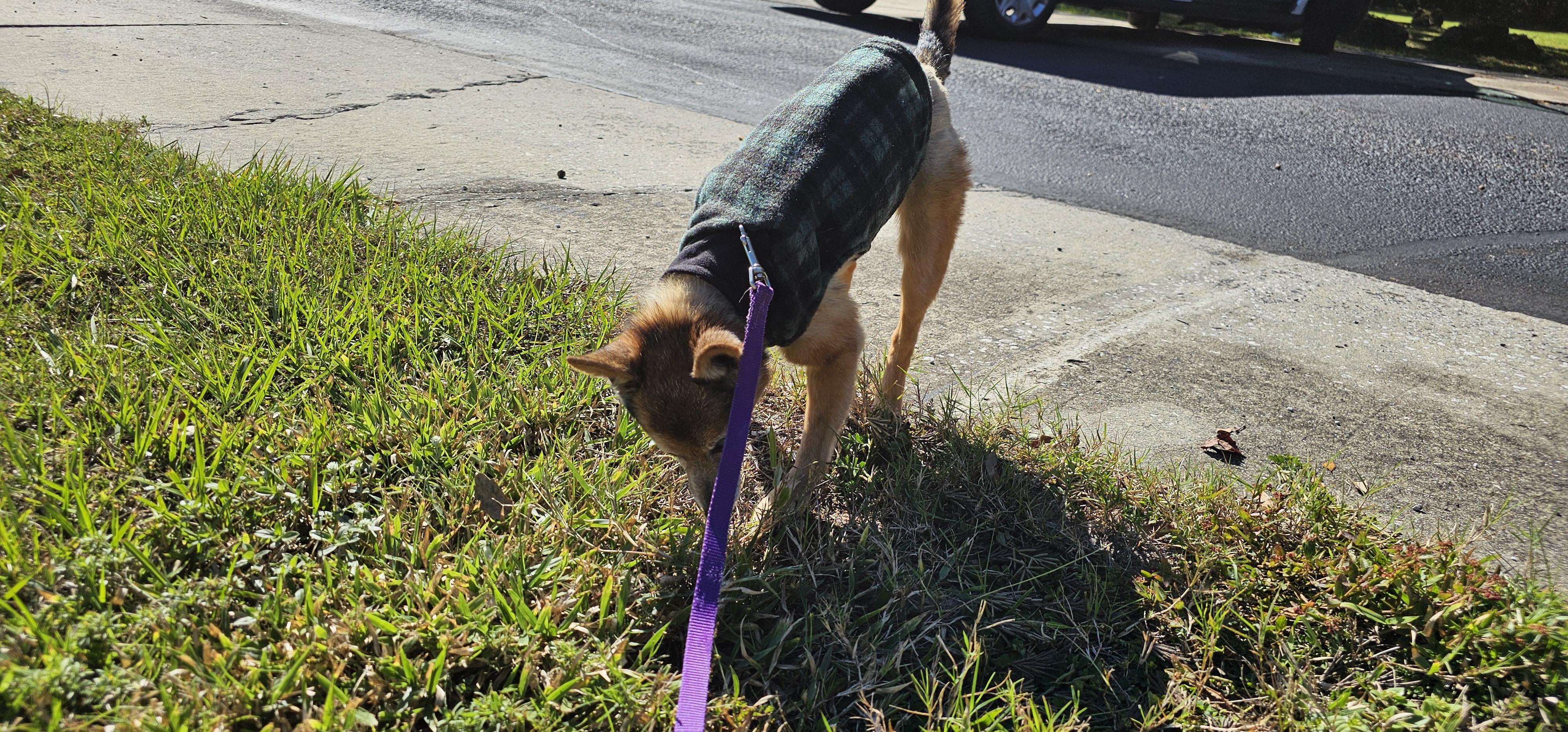 Enlarge Foxy, a Adoptable mixed breed in Weeki Wachee, FL image 1/6
