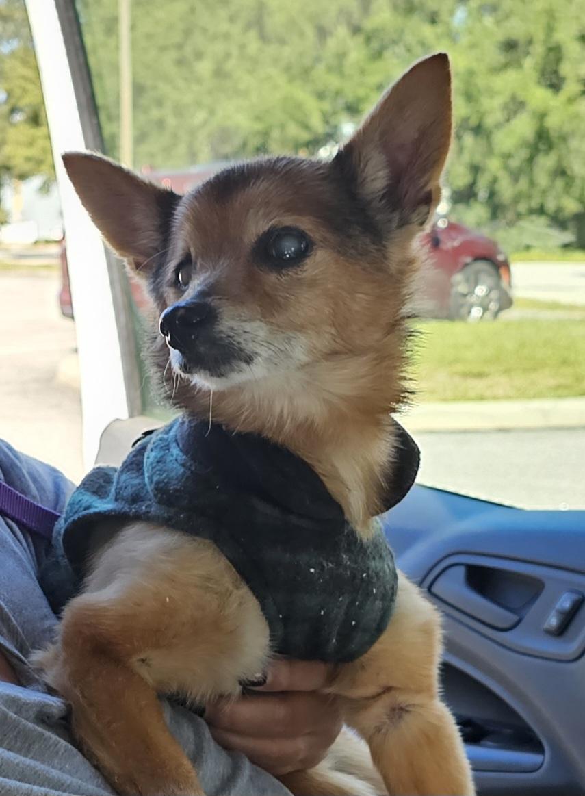Foxy, Adoptable, Senior Male Pomeranian & American Eskimo Dog.