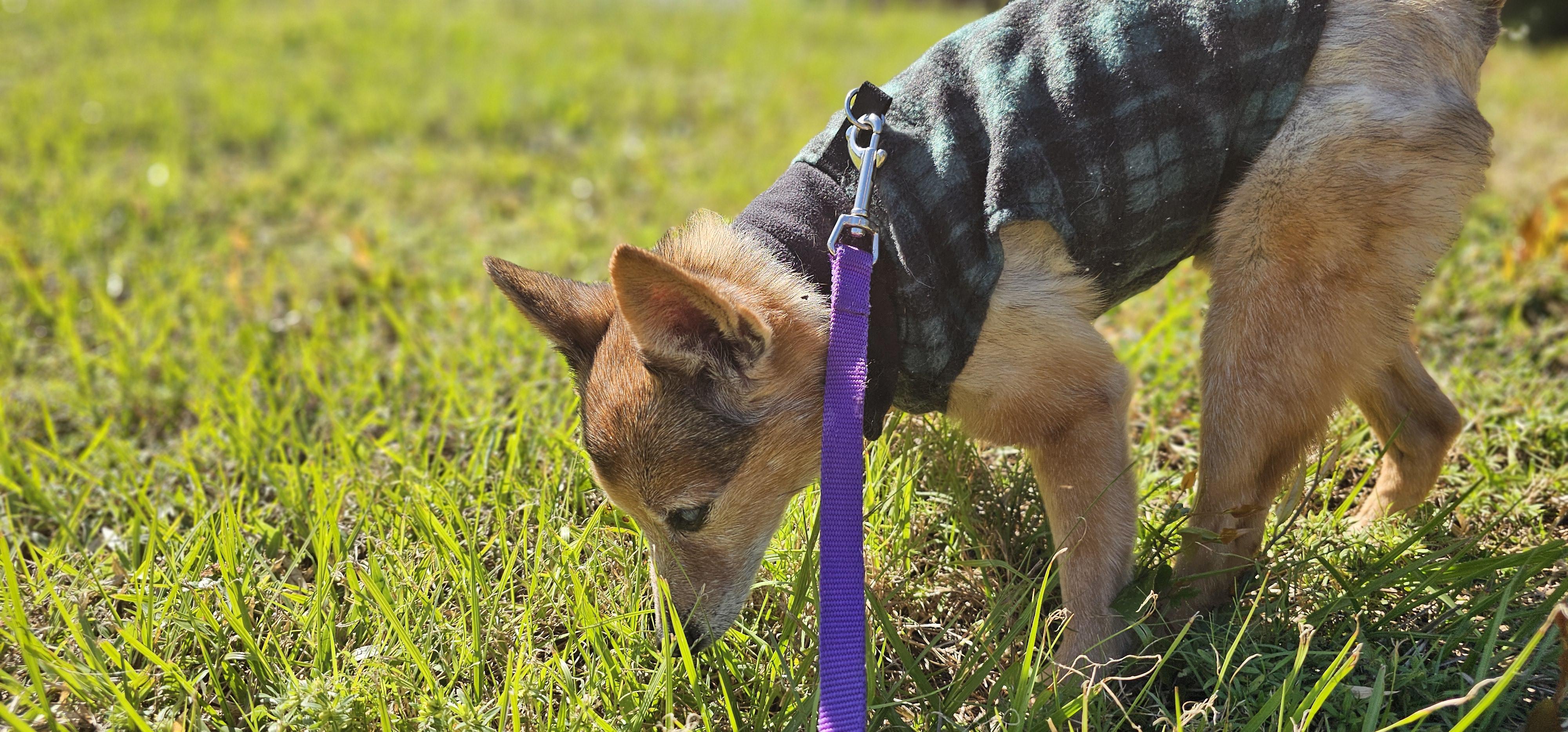 Enlarge Foxy, a Adoptable mixed breed in Weeki Wachee, FL image 3/6