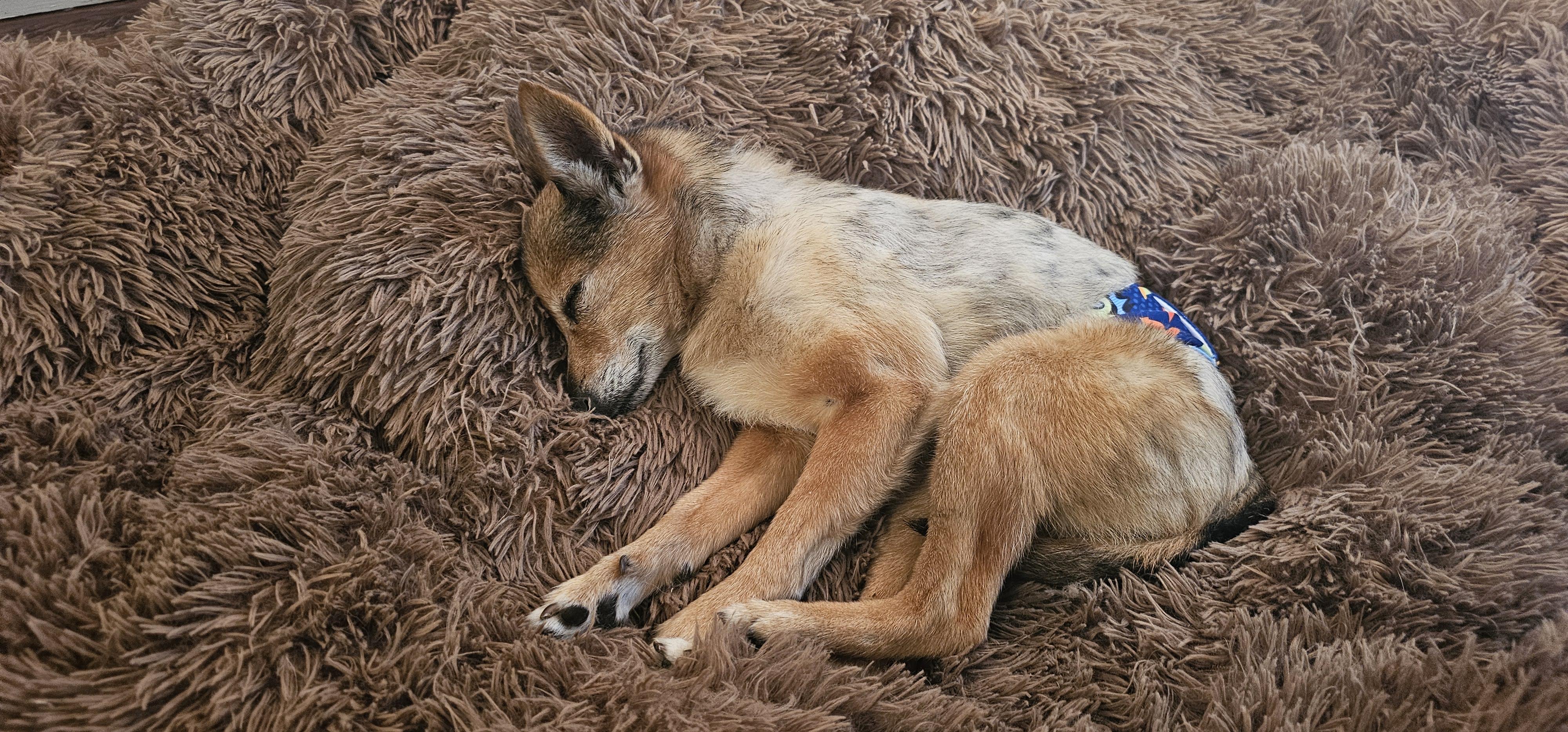 Enlarge Foxy, a Adoptable mixed breed in Weeki Wachee, FL image 4/6