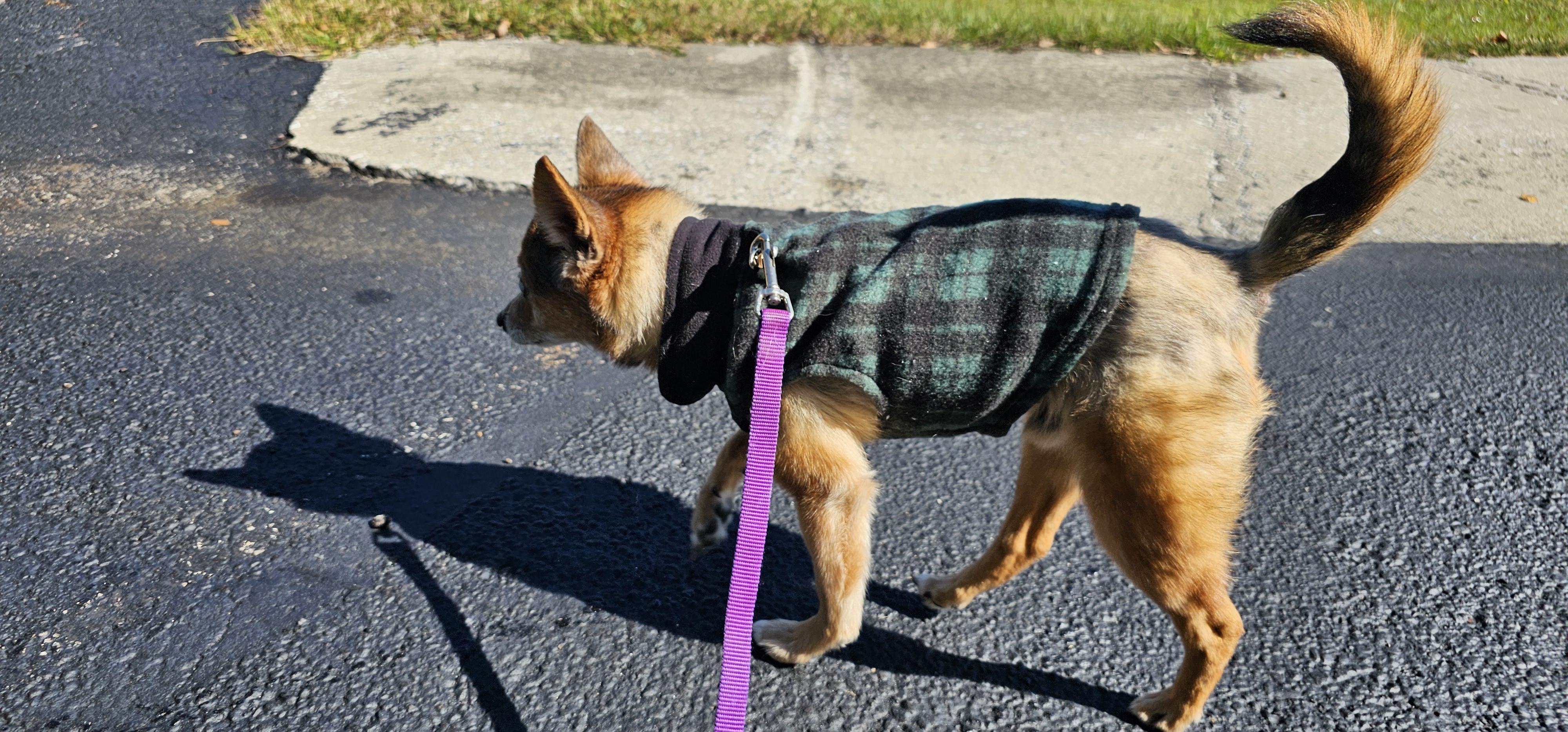 Enlarge Foxy, a Adoptable mixed breed in Weeki Wachee, FL image 5/6
