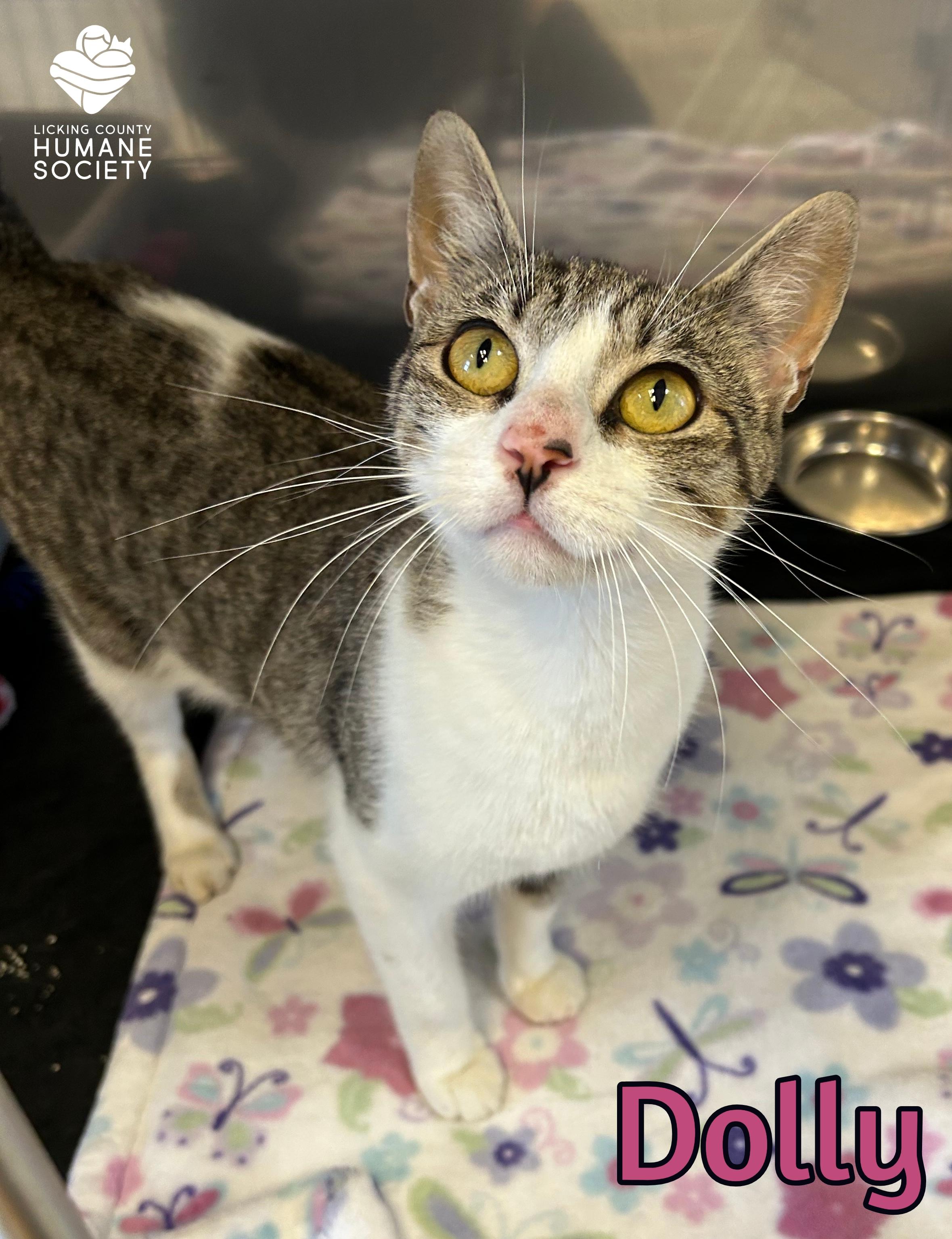 Enlarge Dolly, a Adoptable Domestic Short Hair in Heath, OH image 1/1