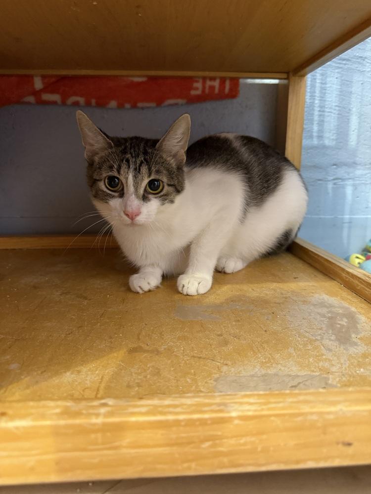 Enlarge Lava, a Adoptable mixed breed in West Mifflin, PA image 1/4