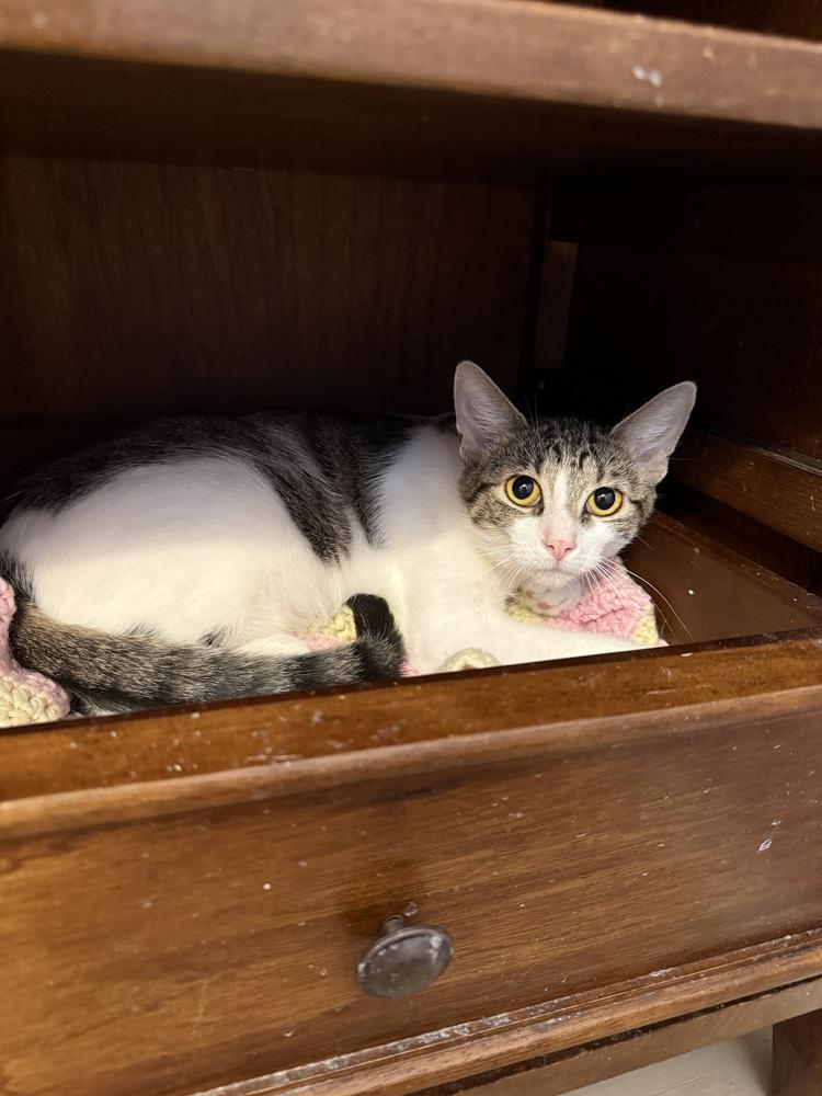 Enlarge Lava, a Adoptable mixed breed in West Mifflin, PA image 2/4