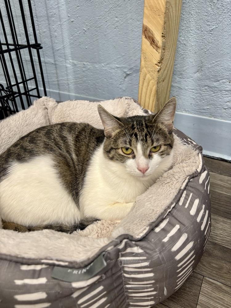 Enlarge Lava, a Adoptable mixed breed in West Mifflin, PA image 3/4