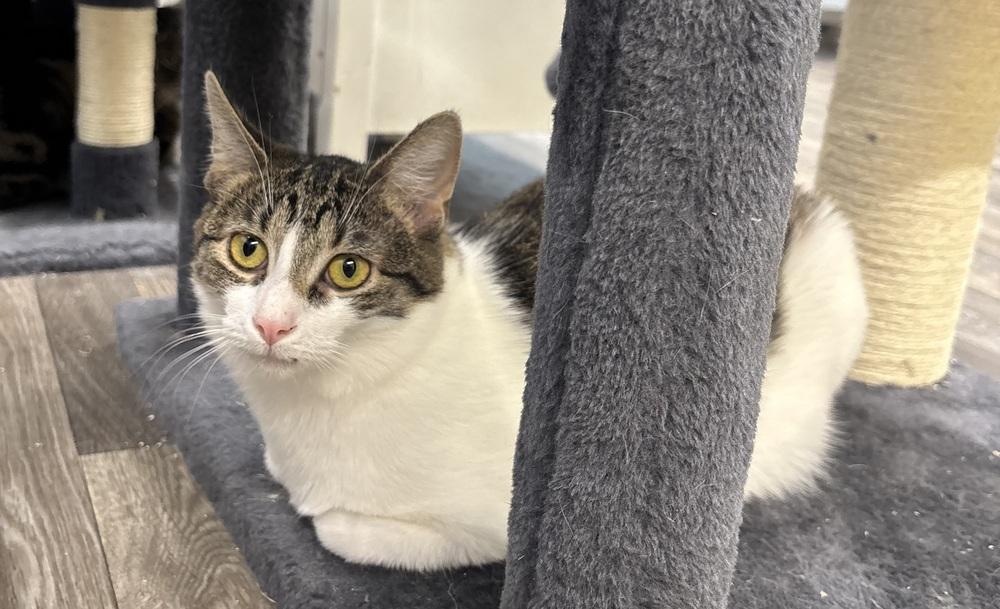 Enlarge Lava, a Adoptable mixed breed in West Mifflin, PA image 4/4