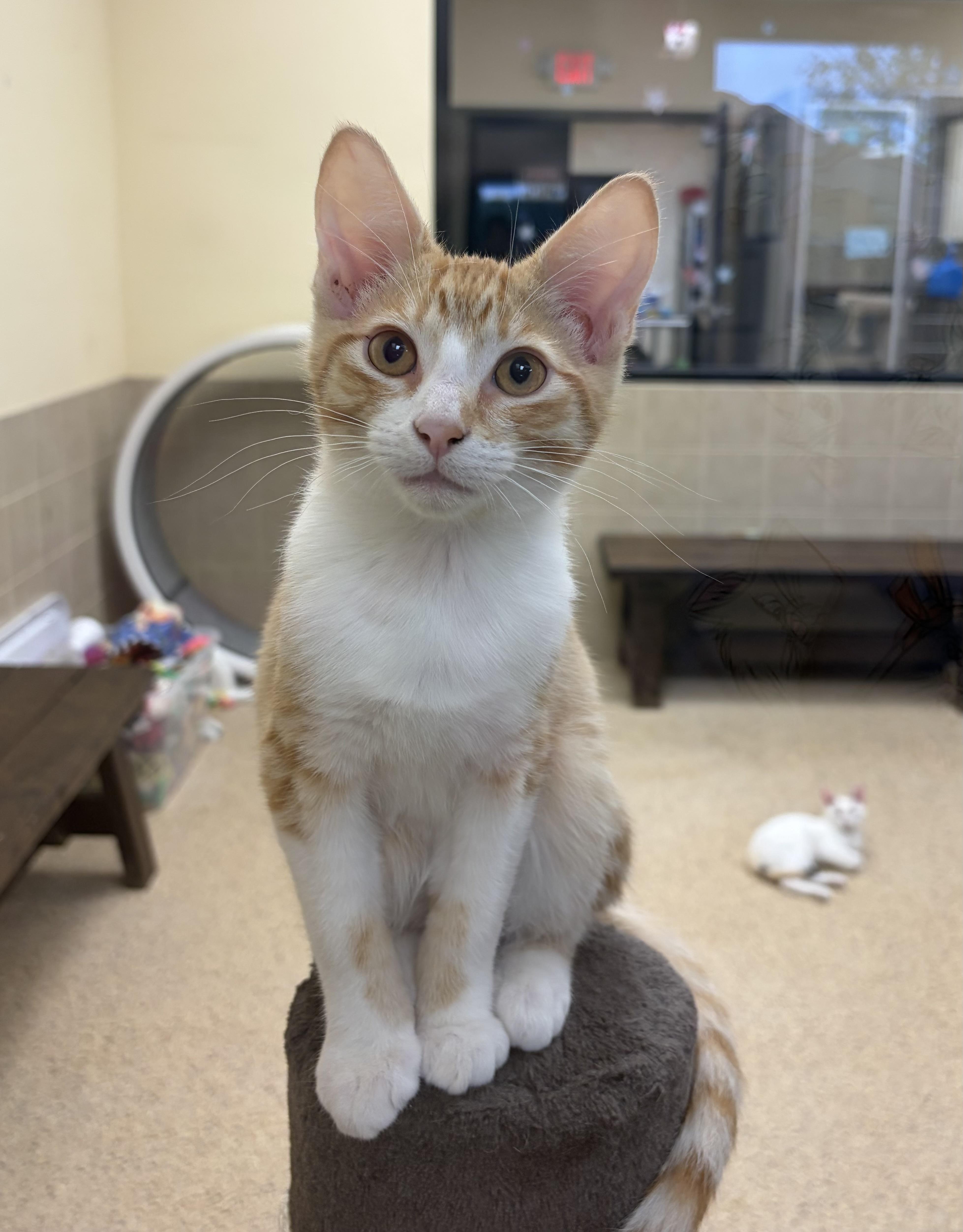 Cheddar, ADOPTABLE, Kitten Male Domestic Short Hair.