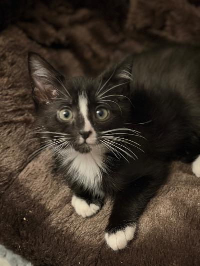 Maro, an adopted Domestic Short Hair in Mokena, IL image 5/5