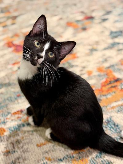 Maro, an adopted Domestic Short Hair in Mokena, IL image 2/5