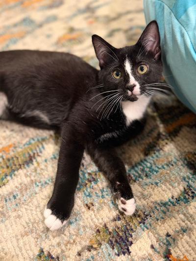 Maro, an adopted Domestic Short Hair in Mokena, IL image 3/5