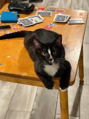 Maro, adopted, Kitten Male Domestic Short Hair.