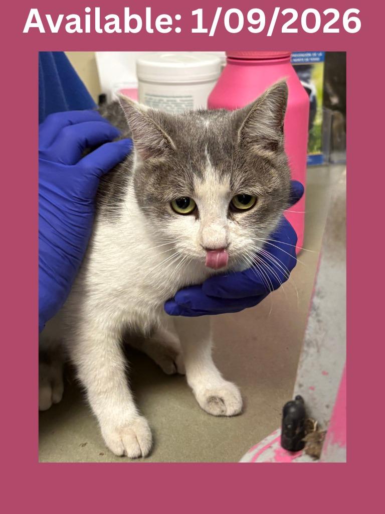 Cat Condo #13, Adoptable, Young Female Domestic Short Hair.