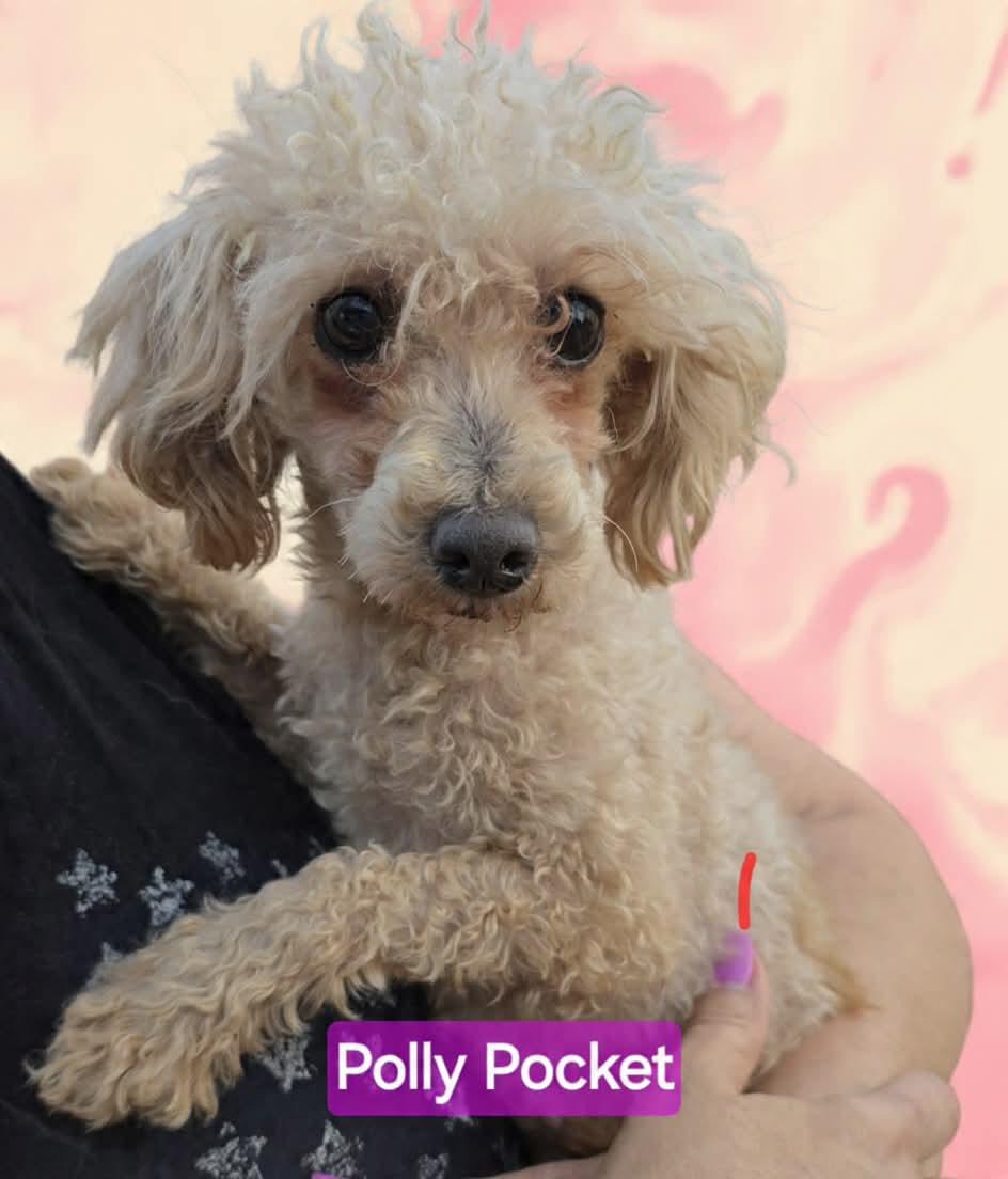 Polly Pocket, adopted, Adult Female Poodle (Toy).