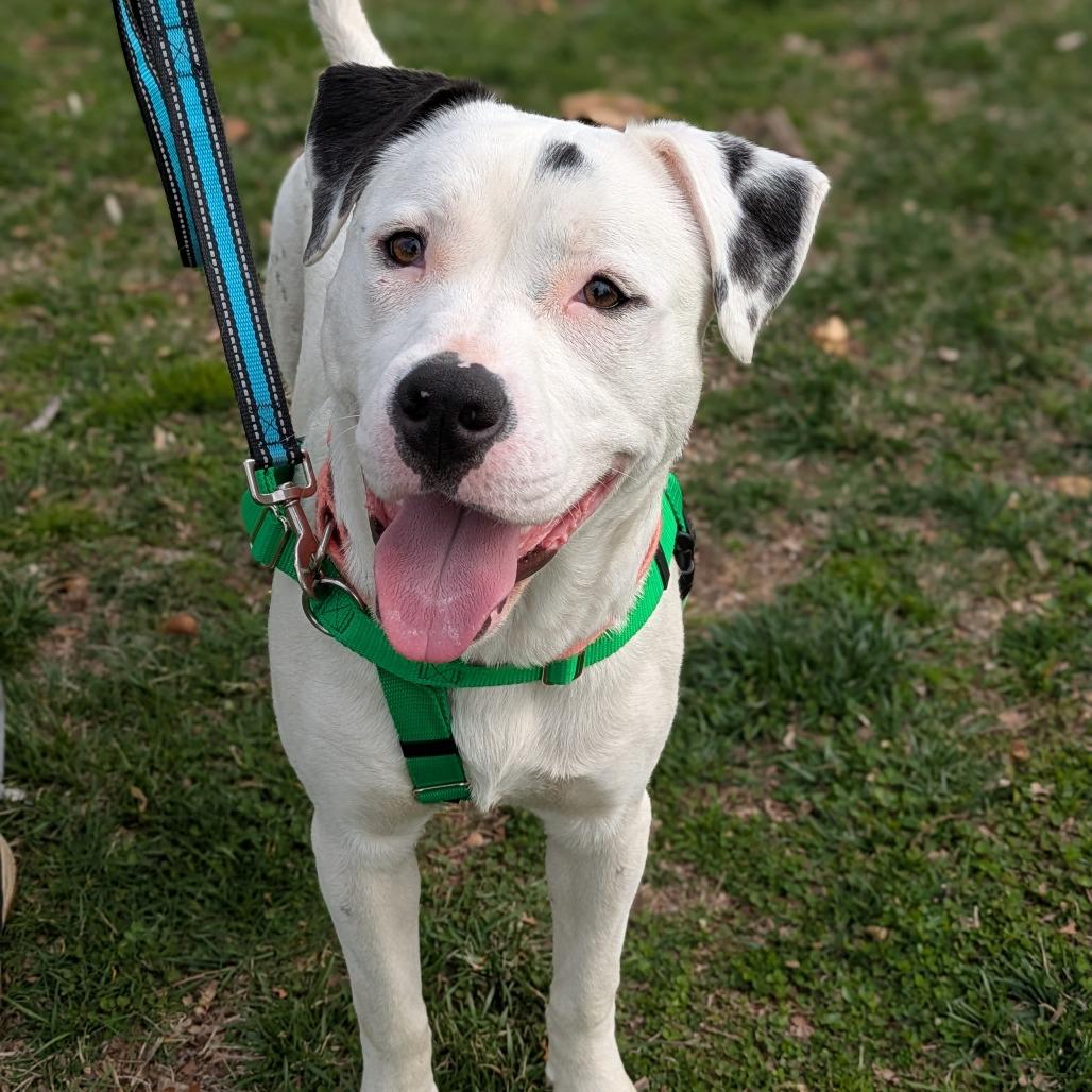 Paste, Adoptable, Young Female Pit Bull Terrier.