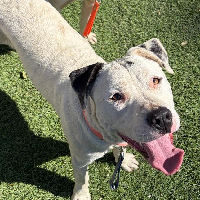 Enlarge Paste, a Adoptable Pit Bull Terrier in Baltimore, MD image 1/3