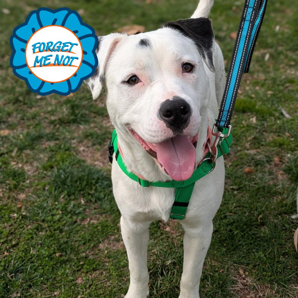 Enlarge Paste, a Adoptable Pit Bull Terrier in Baltimore, MD image 2/3