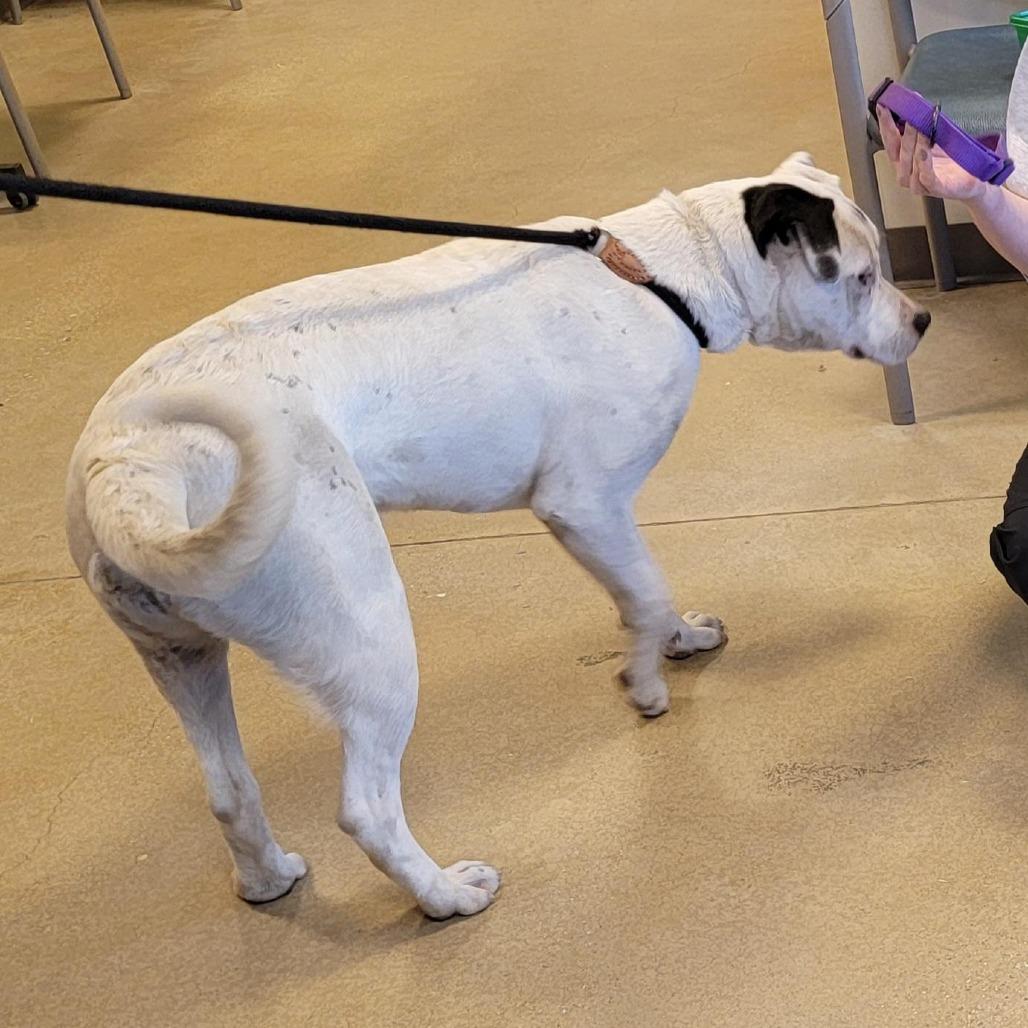 Paste, a Adoptable Pit Bull Terrier in Baltimore, MD image 3/4