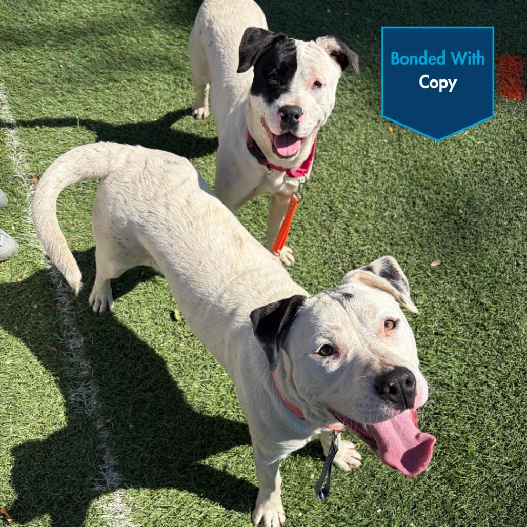 Paste, a Adoptable Pit Bull Terrier in Baltimore, MD image 4/4