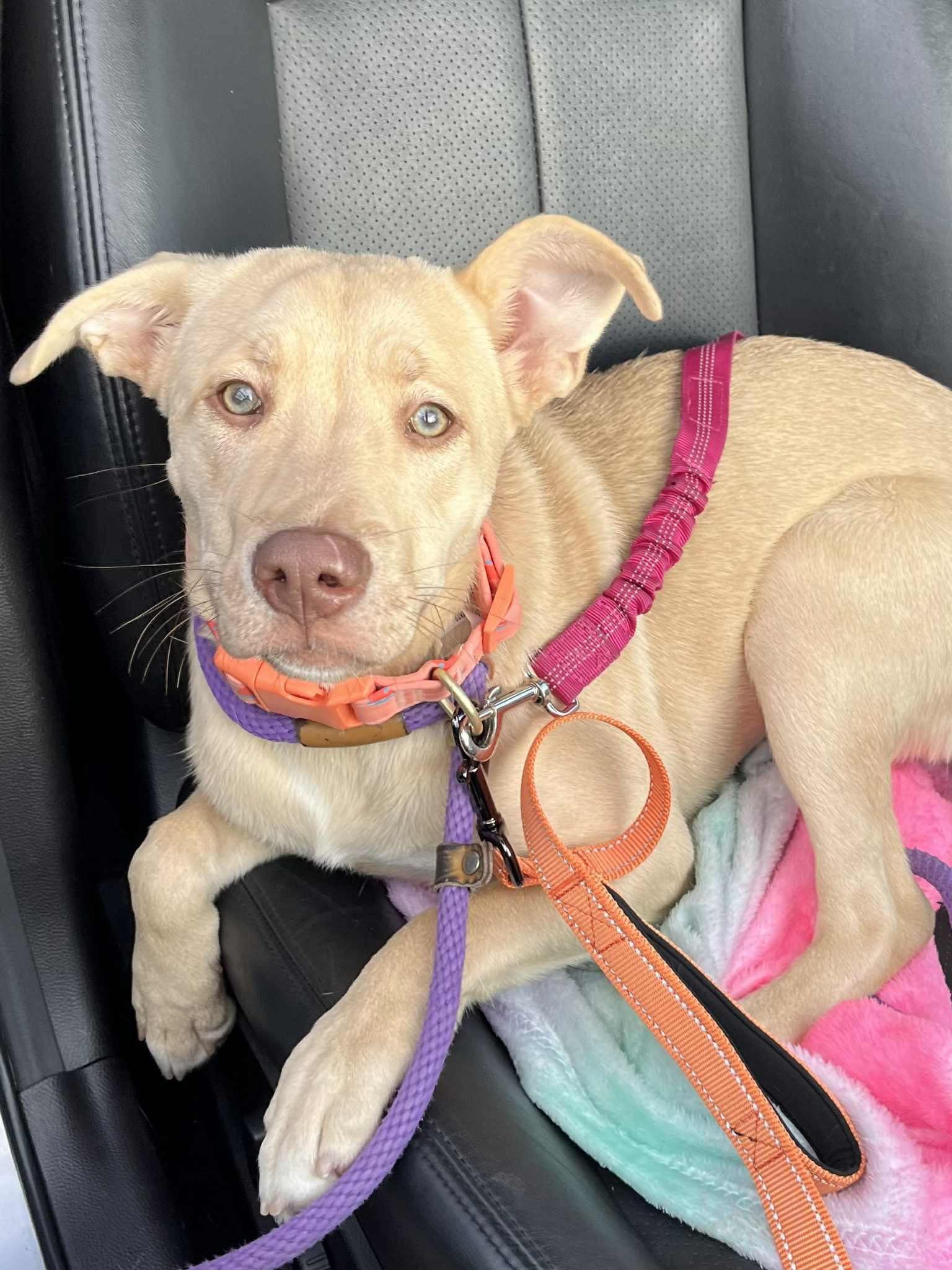 Bernice, a Adoptable mixed breed in Chester, NJ image 1/3