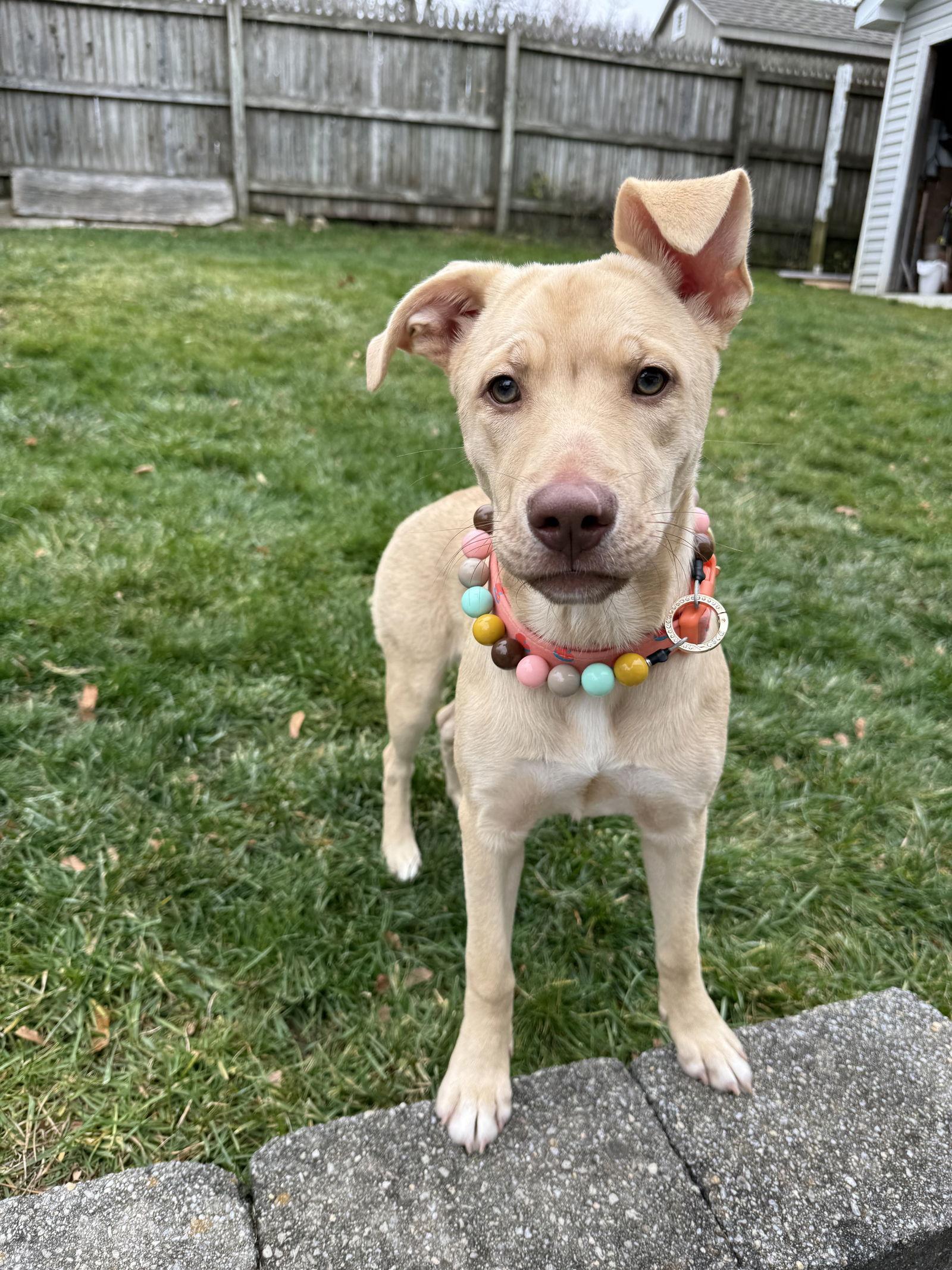Bernice, a Adoptable mixed breed in Chester, NJ image 2/3
