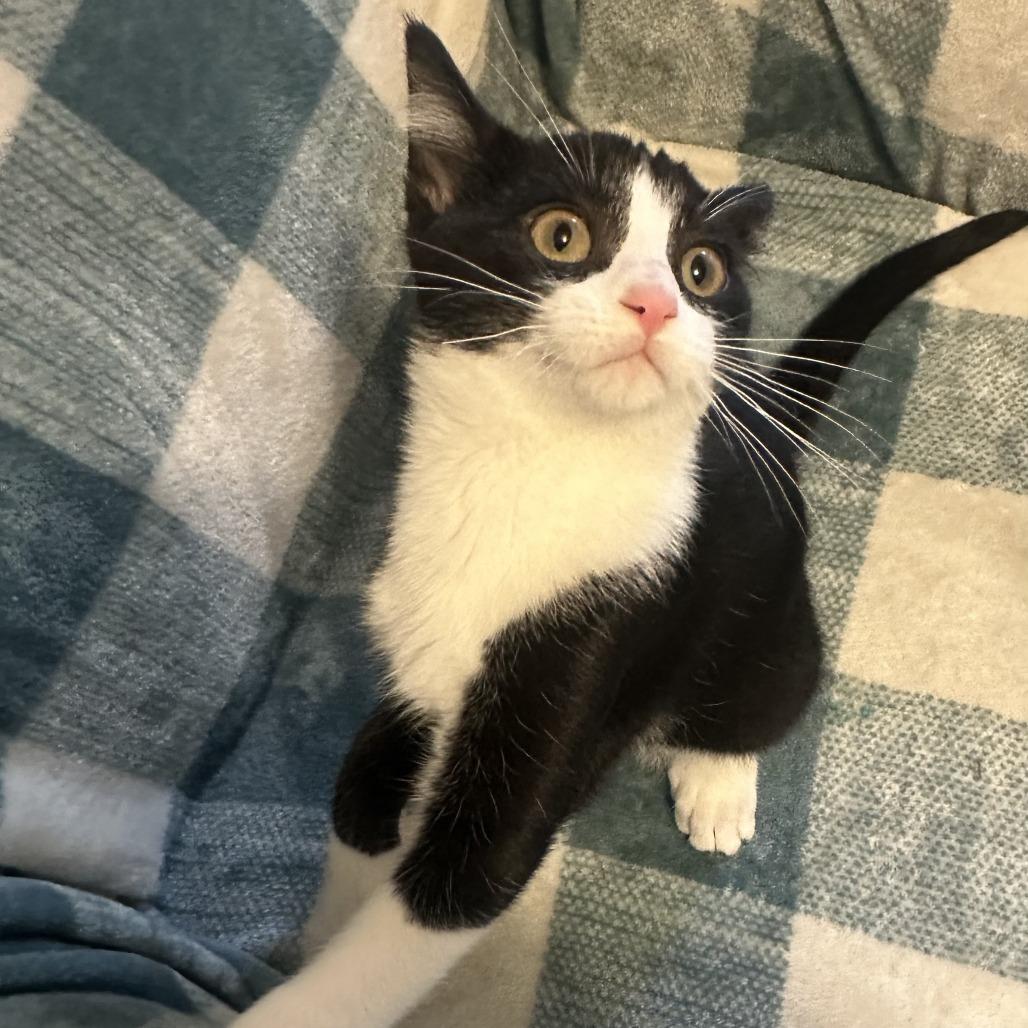 Enlarge Jackson, a Adoptable Domestic Short Hair in Shakopee, MN image 3/6